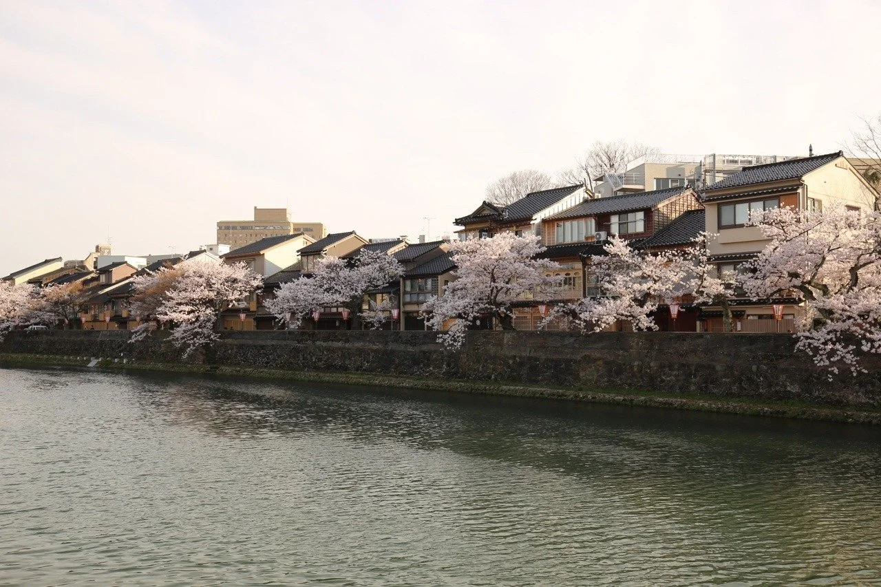 Fluss in Kanazawa mit blühenden Kirschbäumen