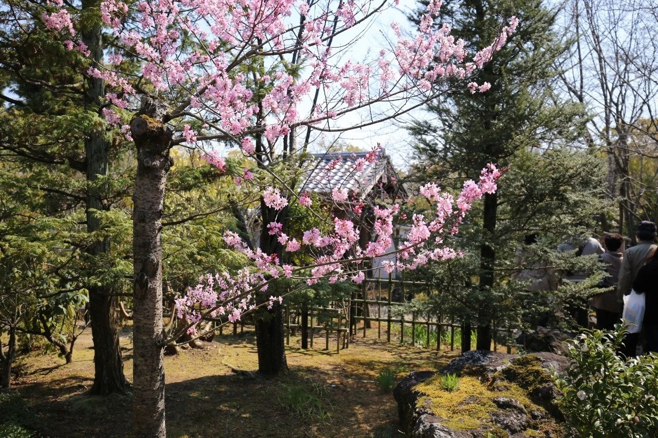 Kirschblüten im Koko-en Garten im April