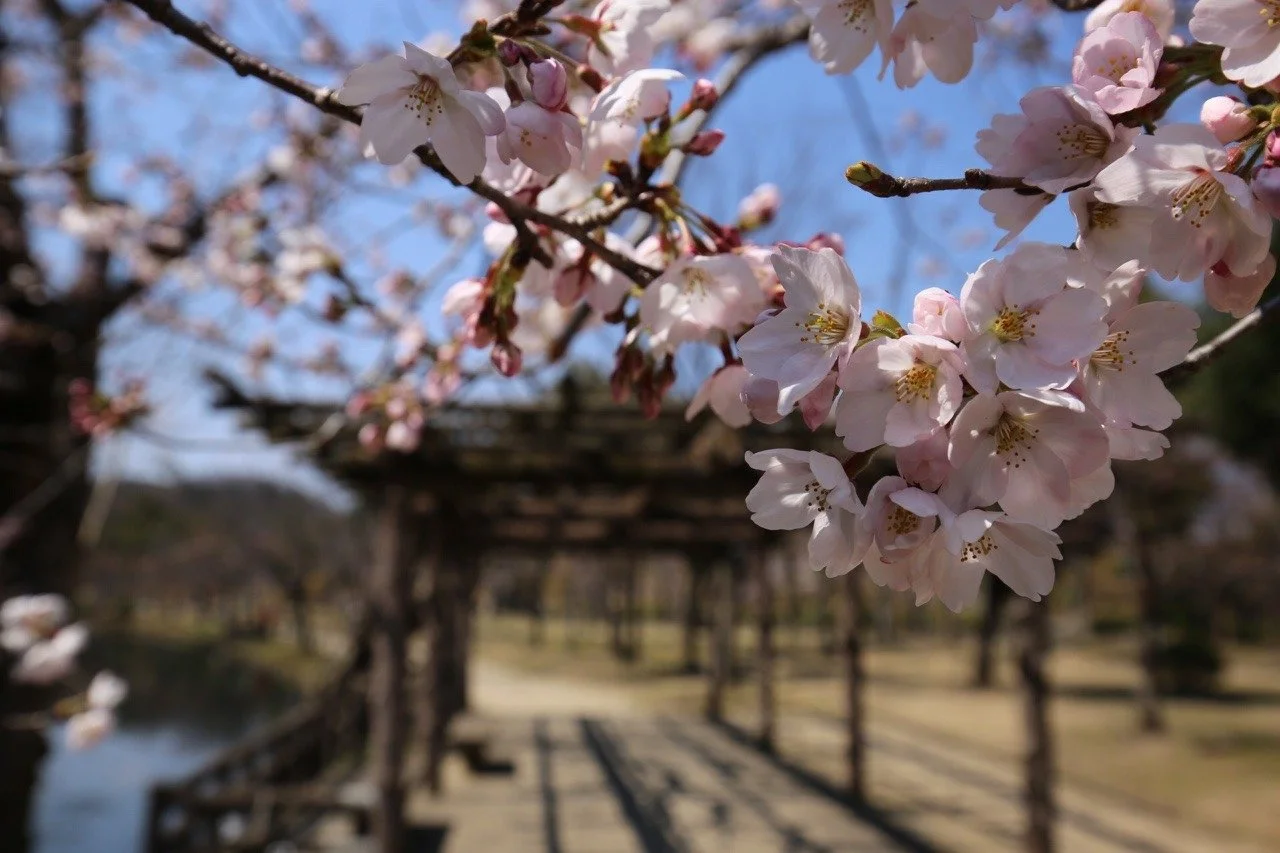 Kirschblüten im Himeji-Castle