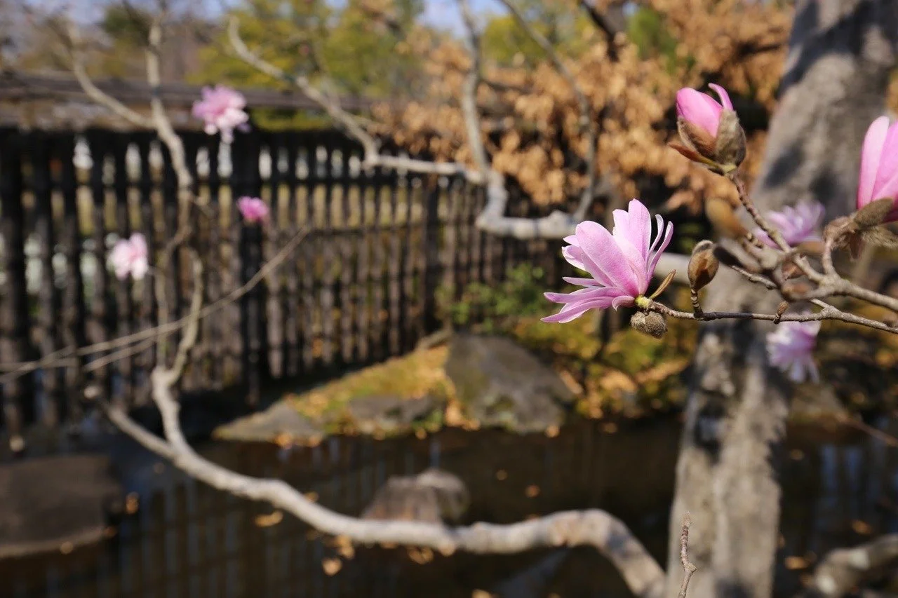 Blüte im Garten vom Himeji-Castle