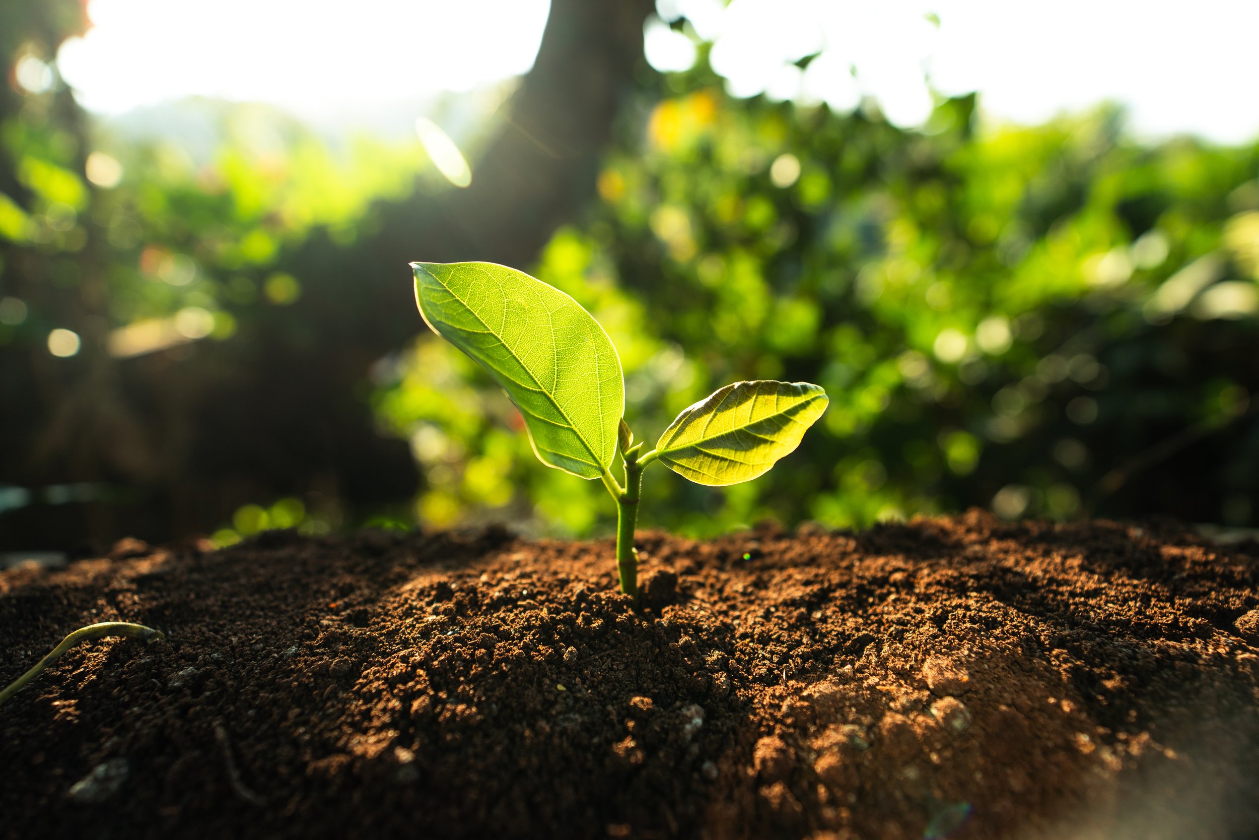 AdobeStock_410620092.jpeg