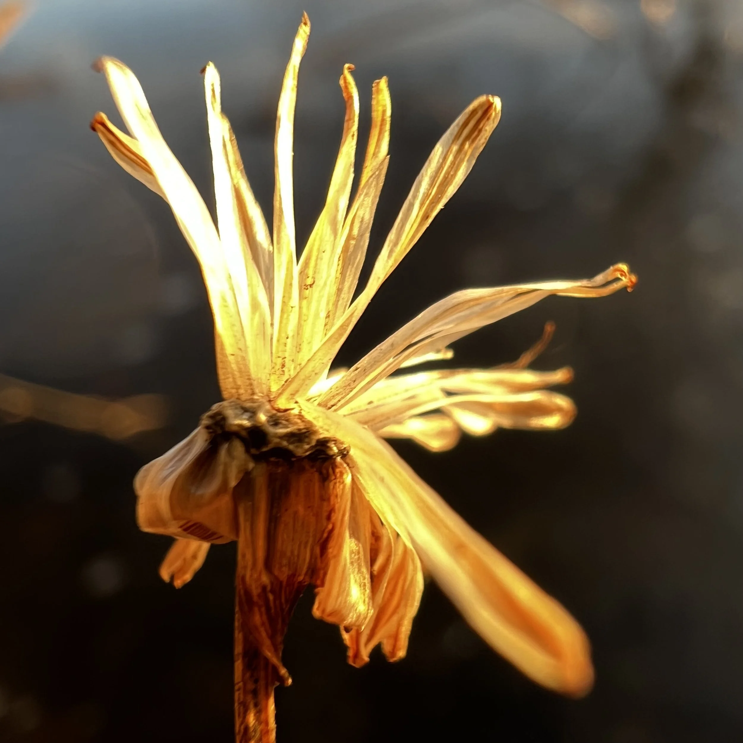 Luminous. . .  gather scattered fragments tossed far across the years