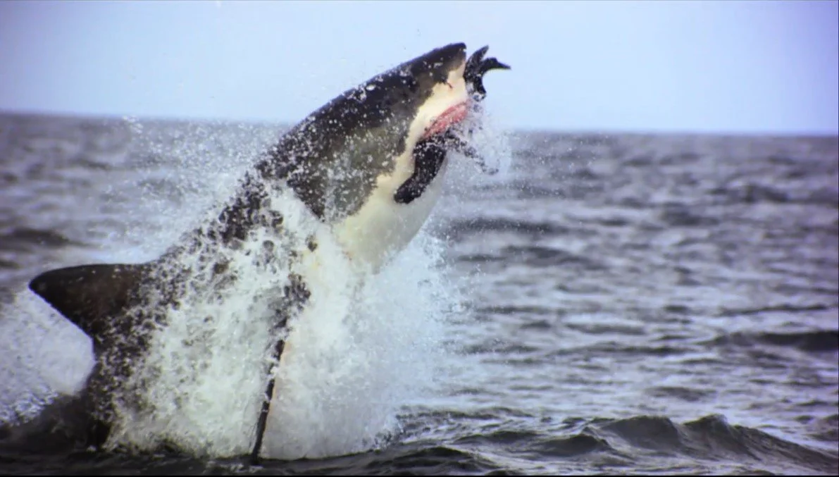 Discovery/Shark Week Co-branded Spot - Long John Silver's (click thumbnail for video)