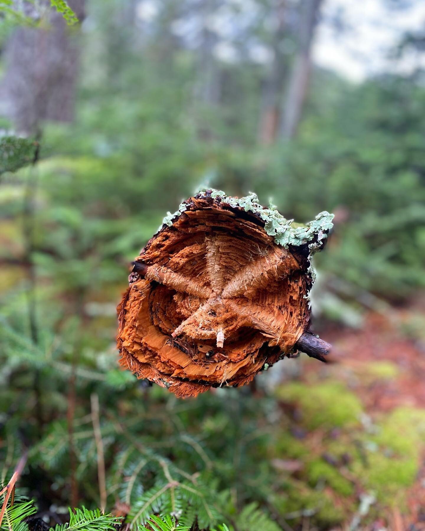 Stopped in my tracks by this one. Nature is mind blowing. The organization &amp; artistry found inside a log #nature #form #art #life #ayurveda #beauty #magic #awe