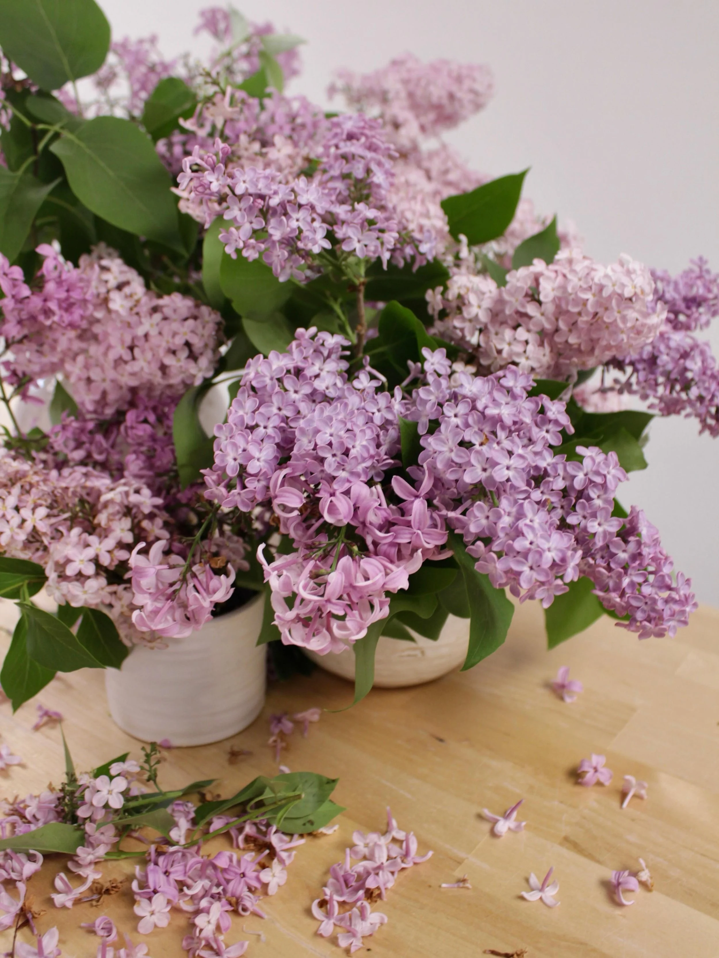 happy lilac season to those who celebrate 💜