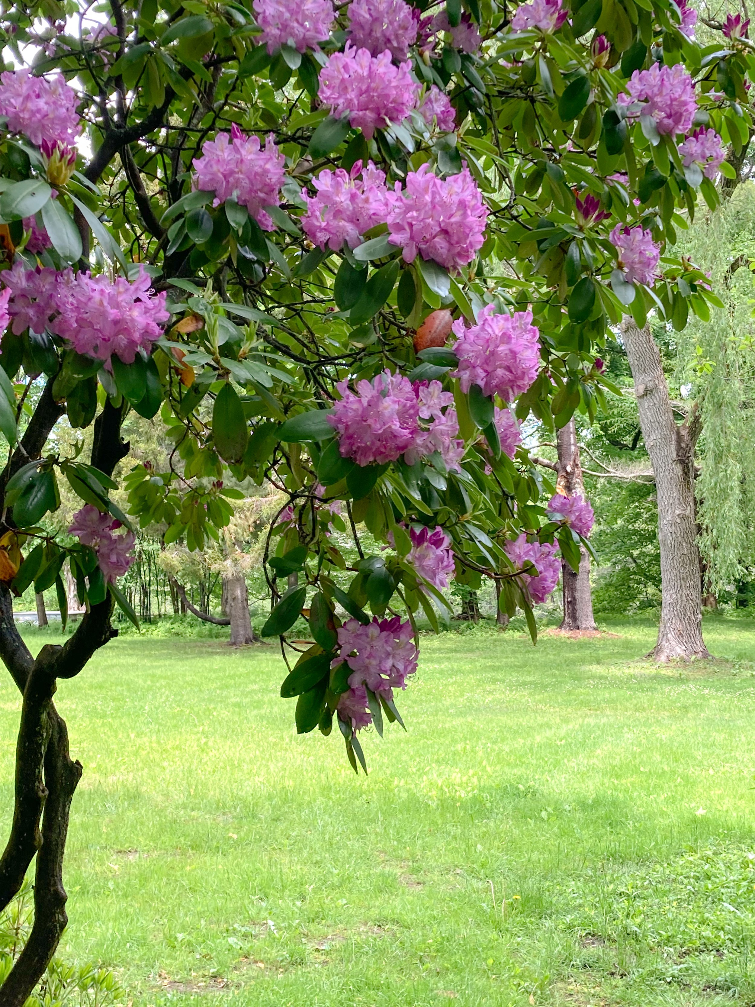 OUTSIDE-PURPLE FLOWERS .jpg