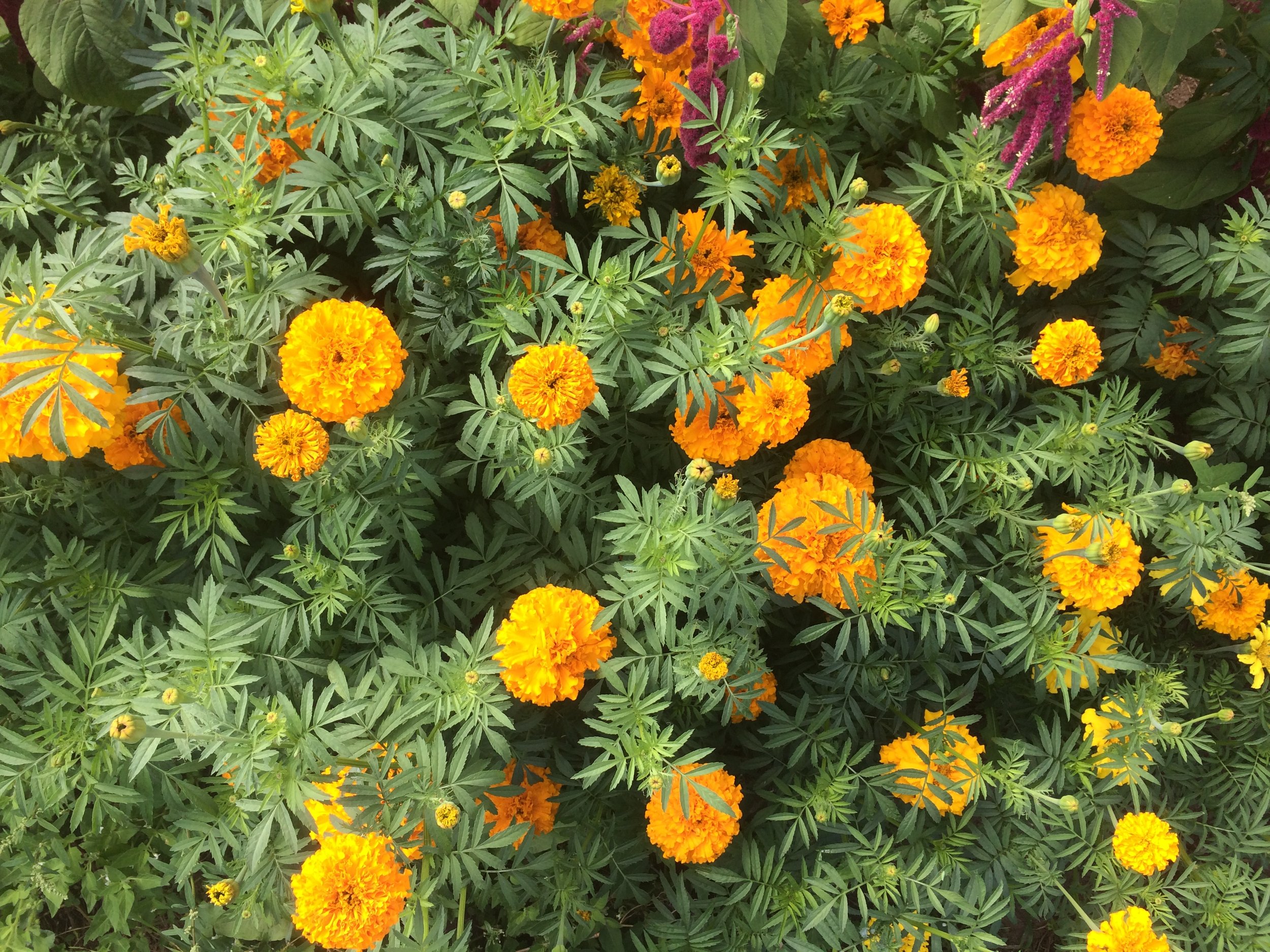 Copy of IMG_2373.JPG