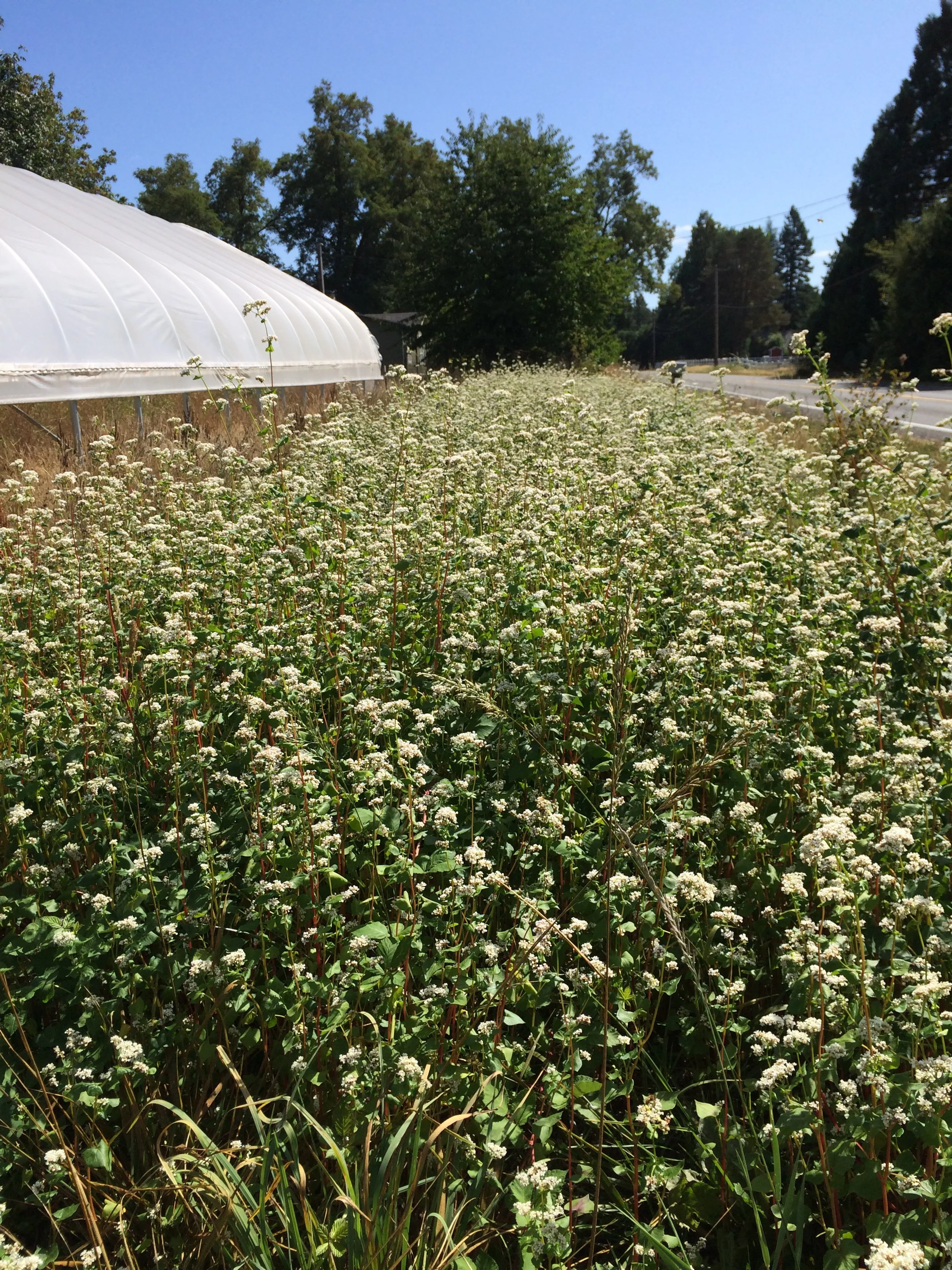 Copy of IMG_4723.JPG