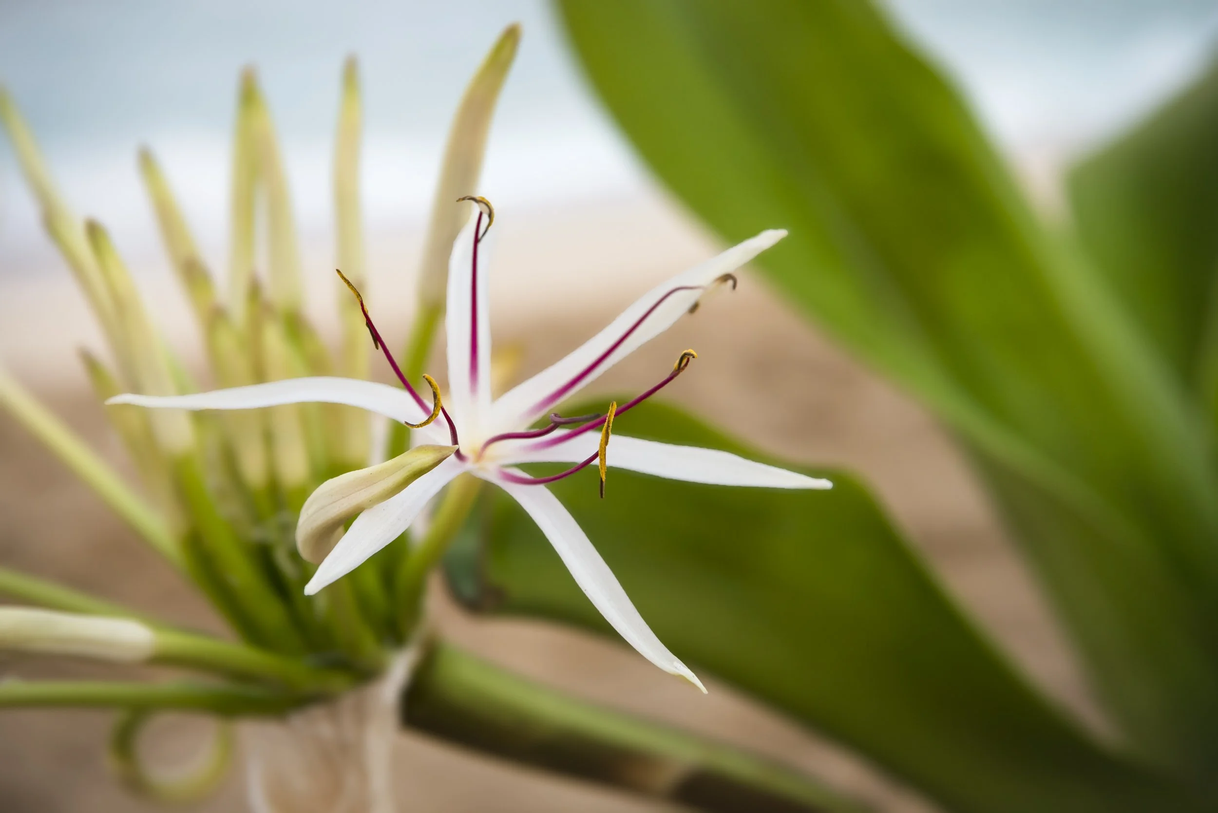 Flower Photoshopped.jpg