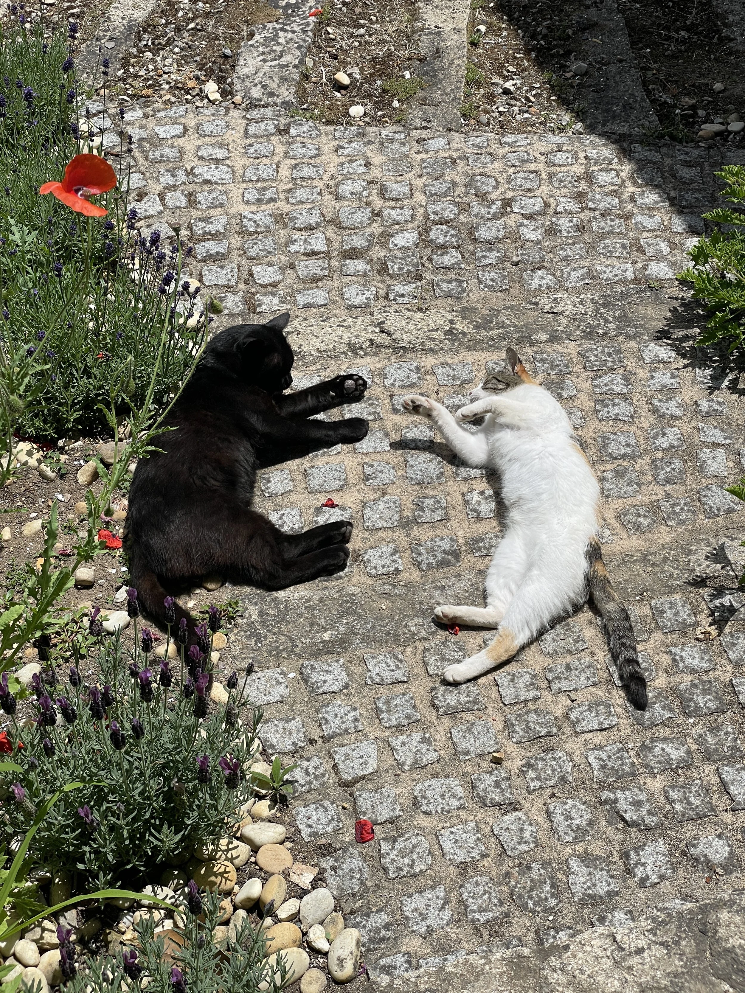 Two cats, one black and one white with brown and black markings, are lying on a cobblestone pathway, seemingly playing or interacting. There are colorful flowers and green plants on the sides of the pathway.