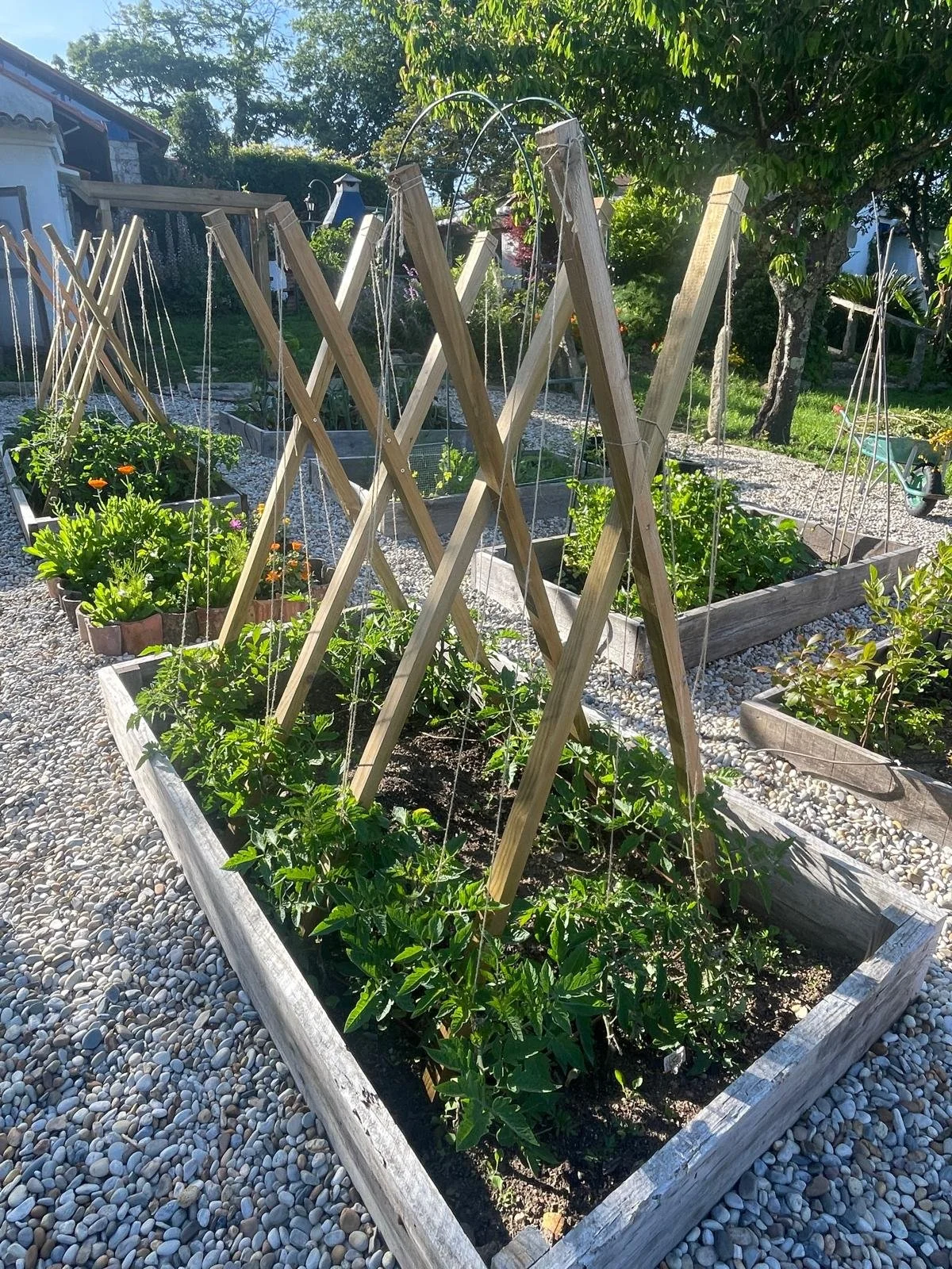 Raised garden beds with tomato plants supported by wooden trellises in a backyard garden on a sunny day.