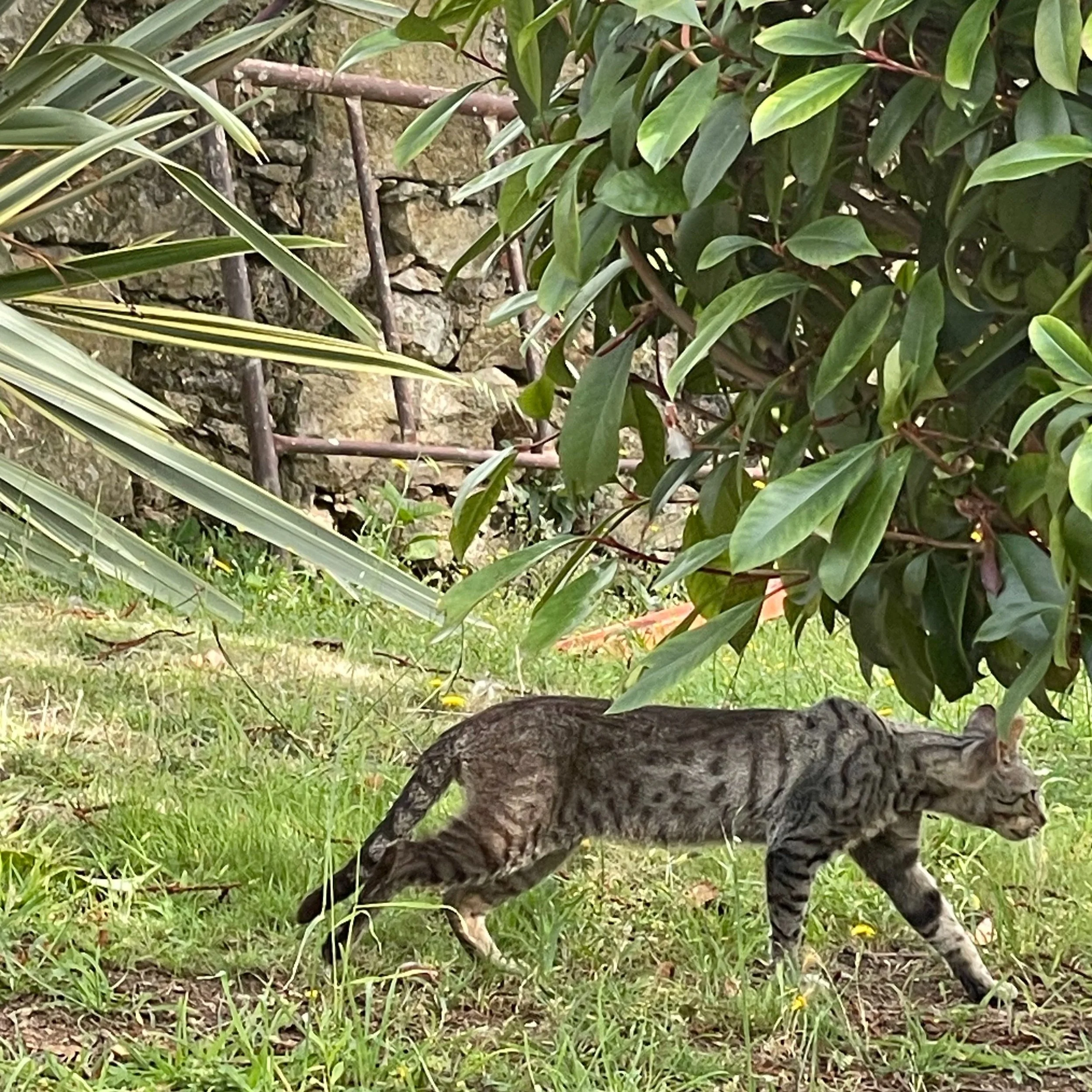 A striped tabby cat walking through a grassy area near a bush with large green leaves, with a stone wall and wooden lattice in the background.