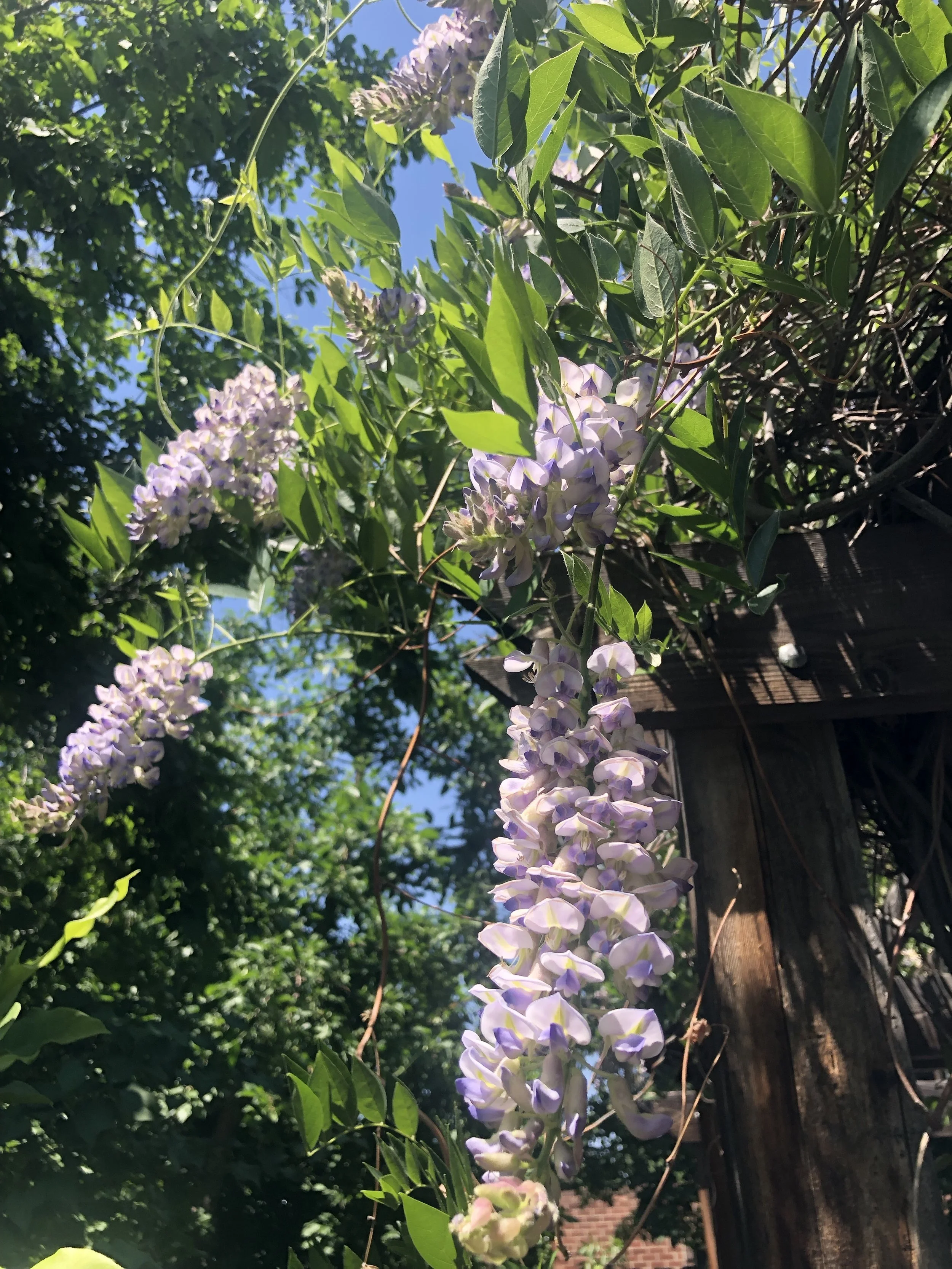 wisteriadenver.jpg