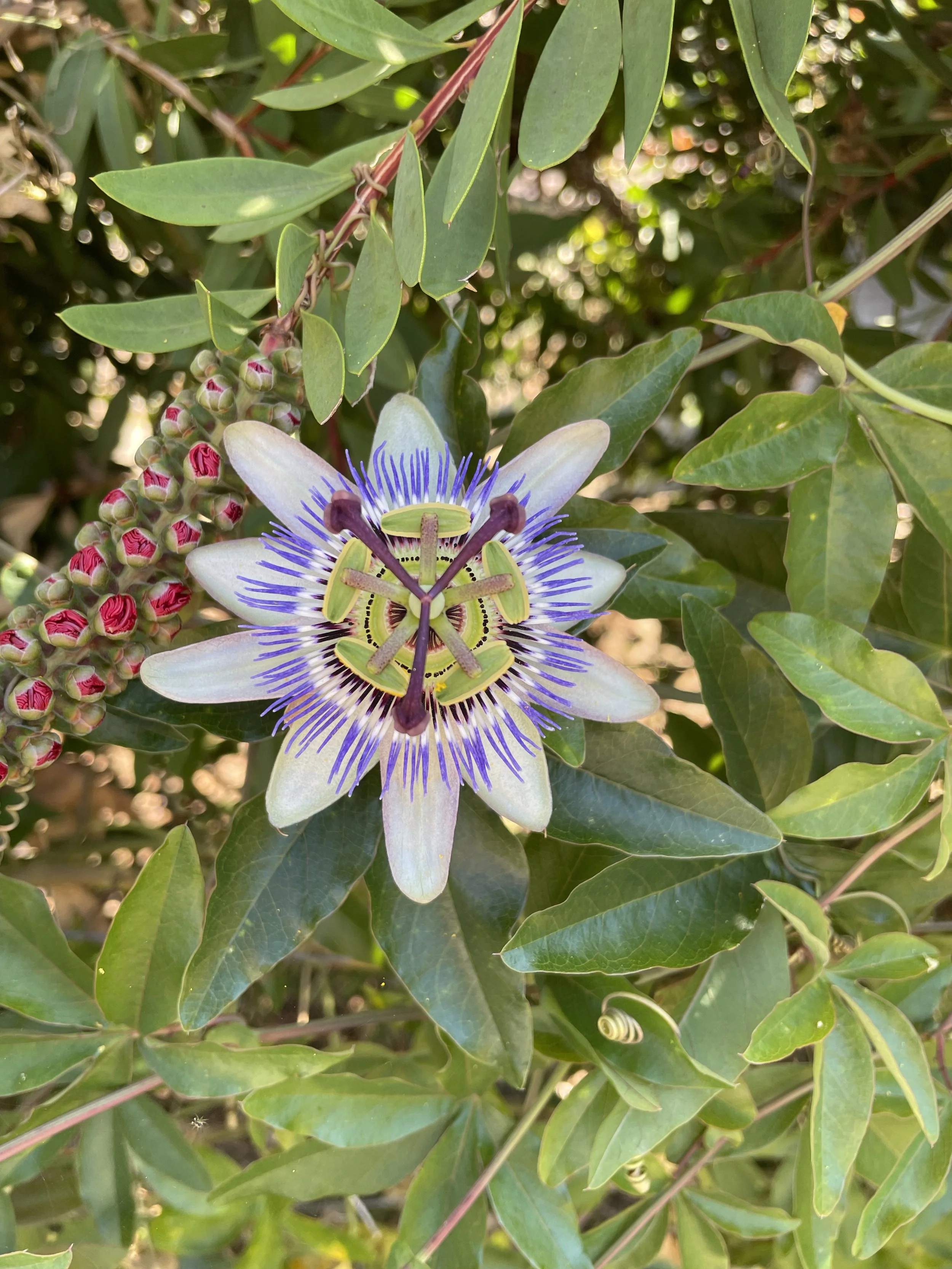passionflower.jpg