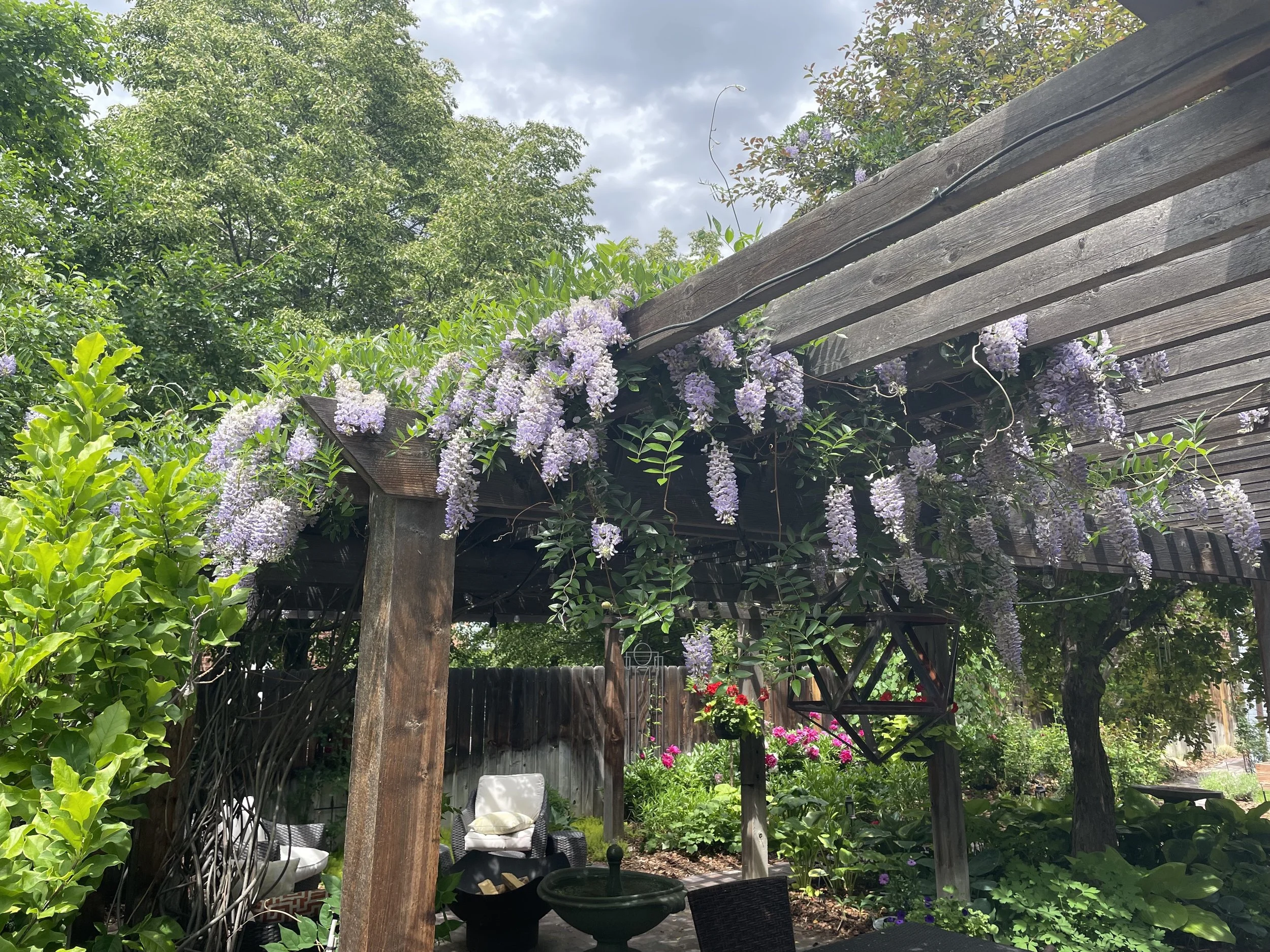 wisteria.jpg