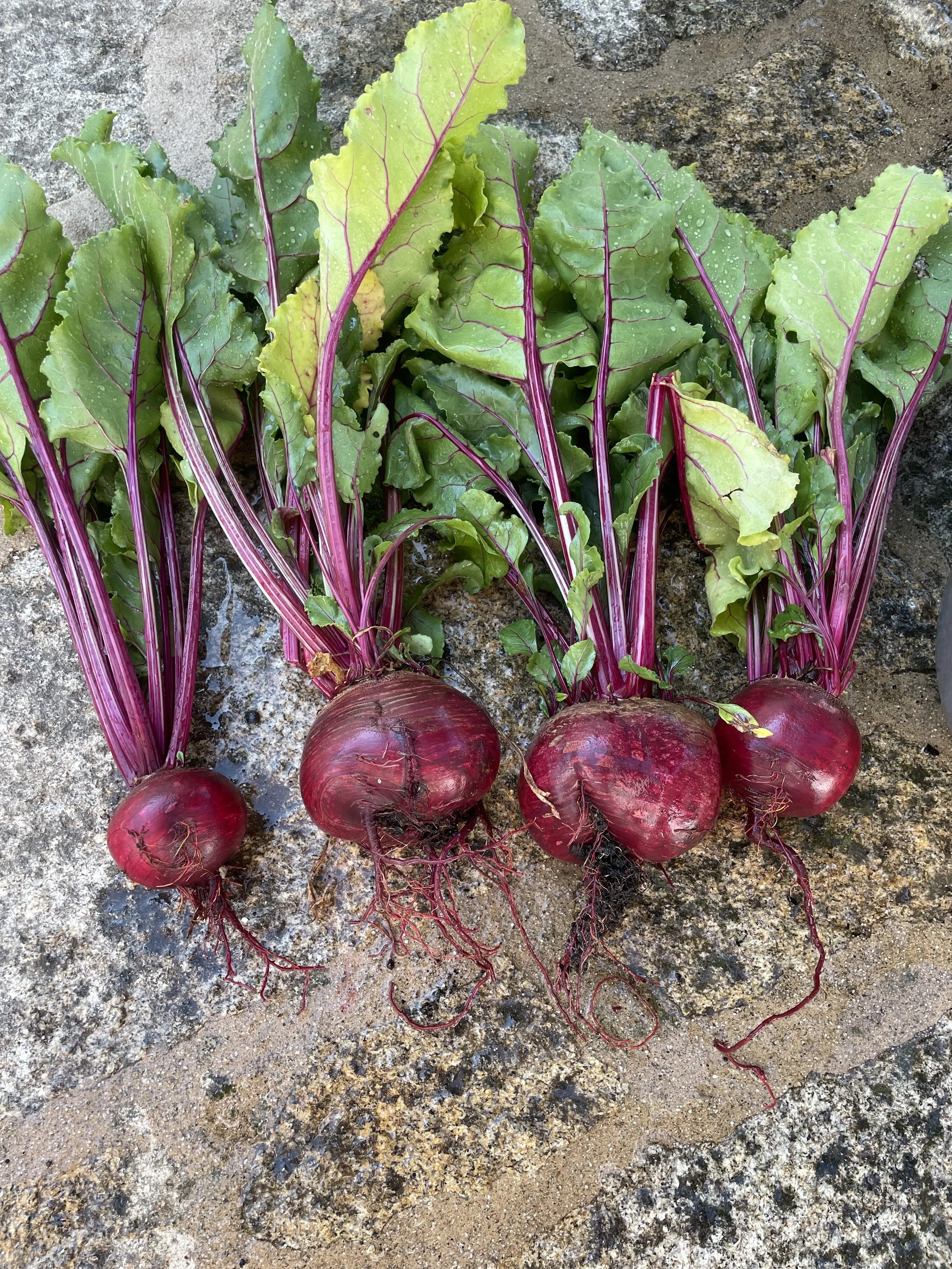 beets.jpg
