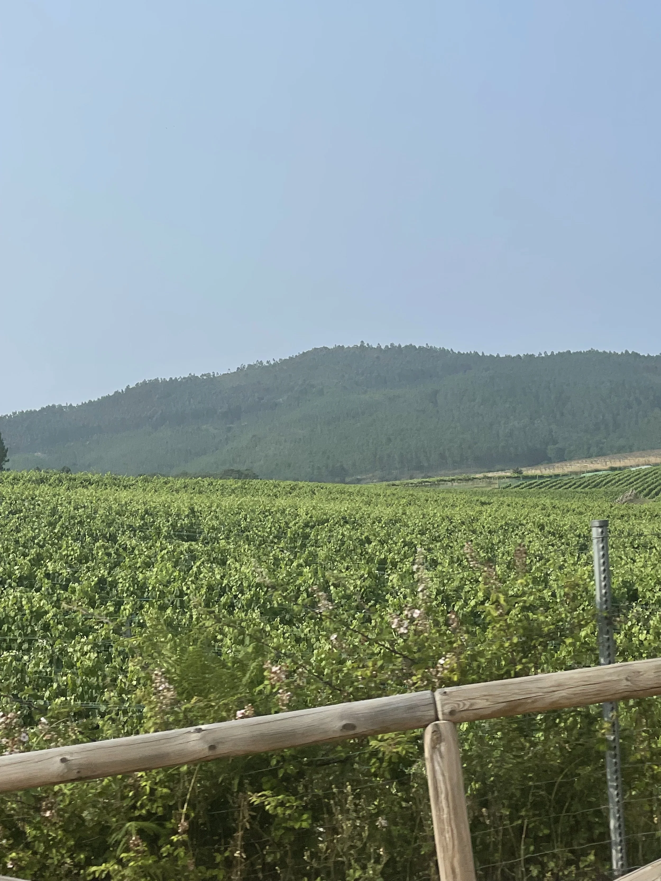 vineyards.jpg