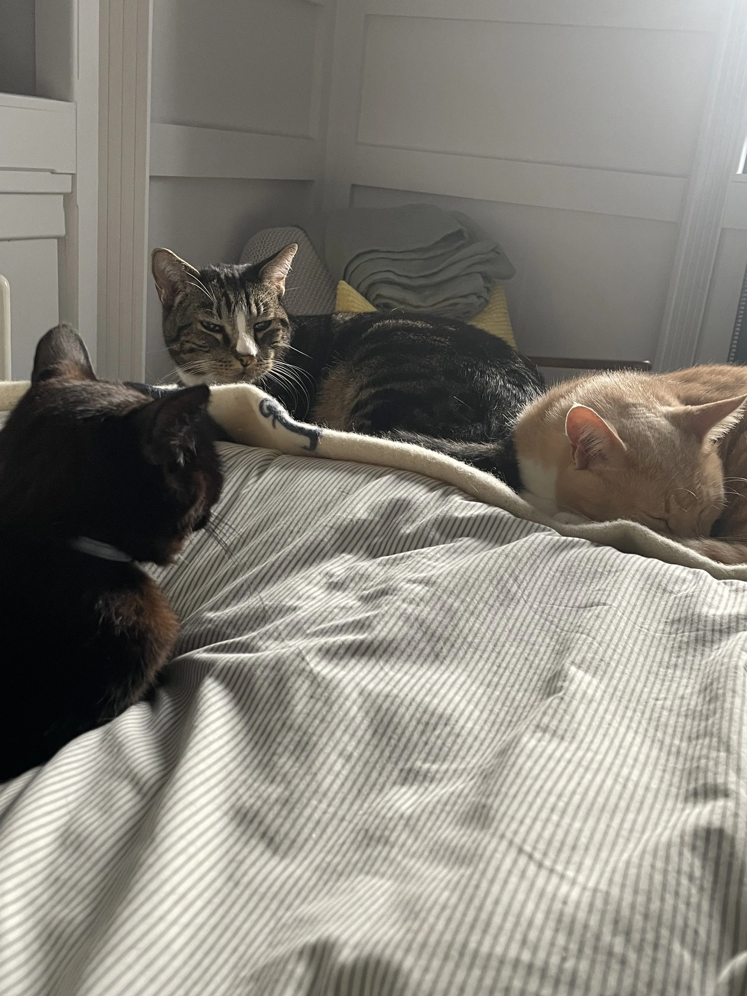 bedfullofcats.jpg
