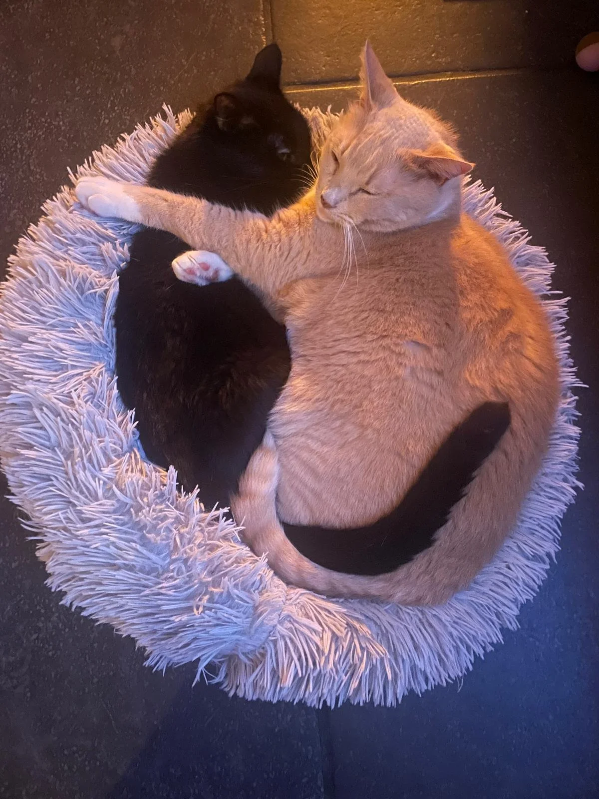 WhatsApp Image 2024-12-26 at 17.01.47.jpeg