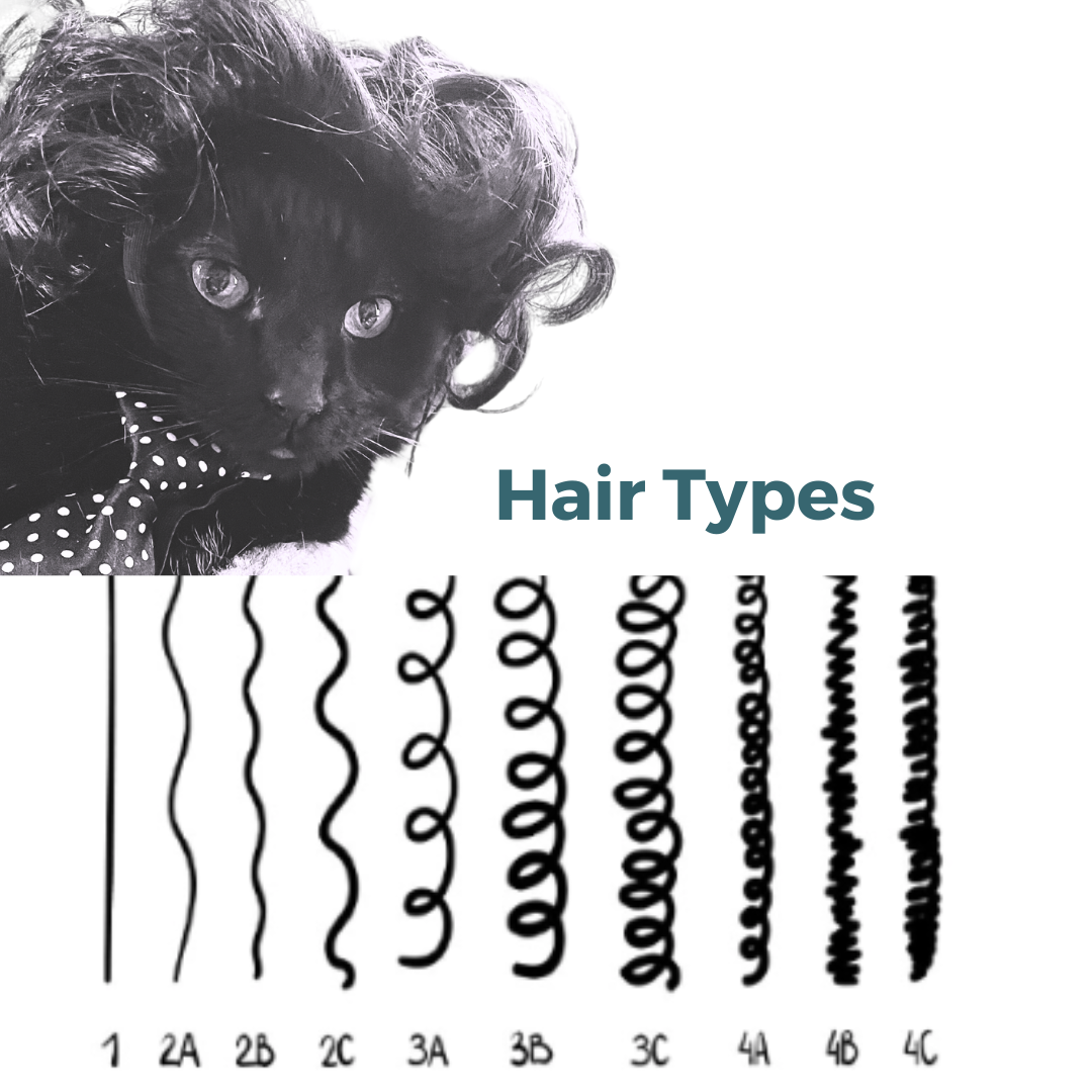An illustration showing different hair types from straight to very curly, accompanied by a picture of a black cat with curly hair and a polka-dot ribbon, with the text "Hair Types".