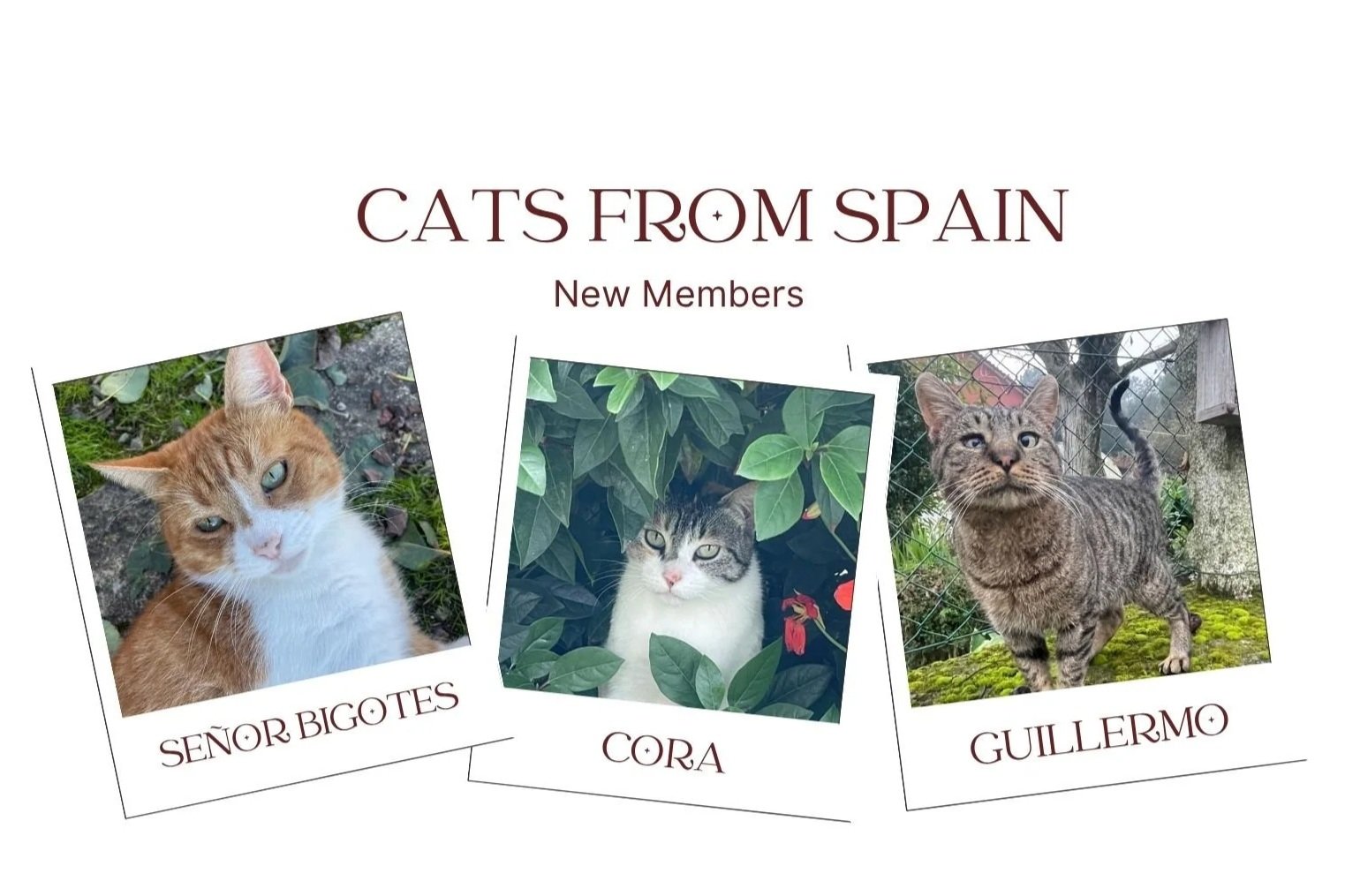 A graphic highlighting three new feline members from Spain, featuring three photos of cats with their names: Senor Bigotes, Cora, and Guillermo. The cats are shown in various outdoor settings.