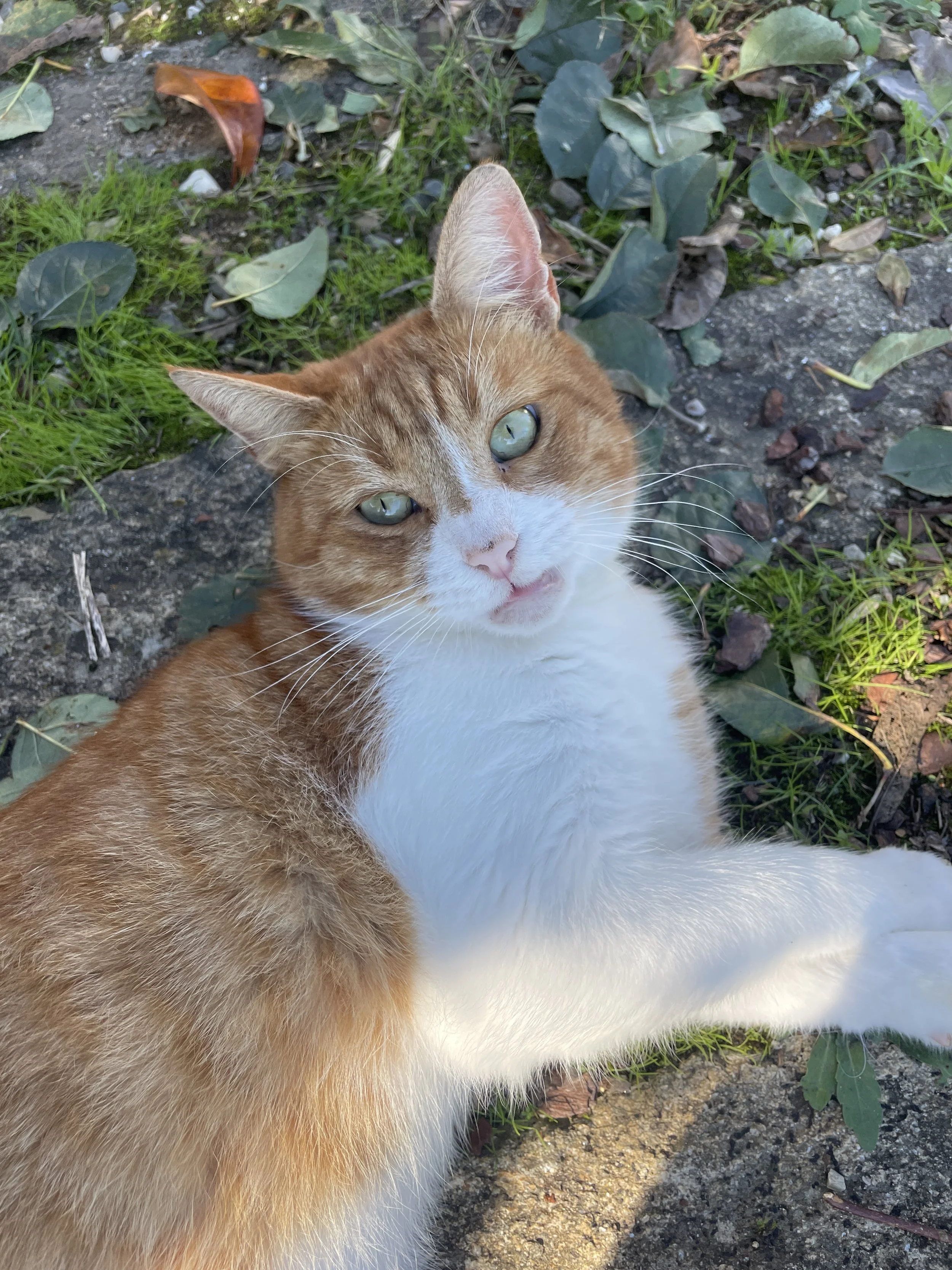 A ginger and white cat lying on the ground among grass and leaves, looking up at the camera with green eyes.