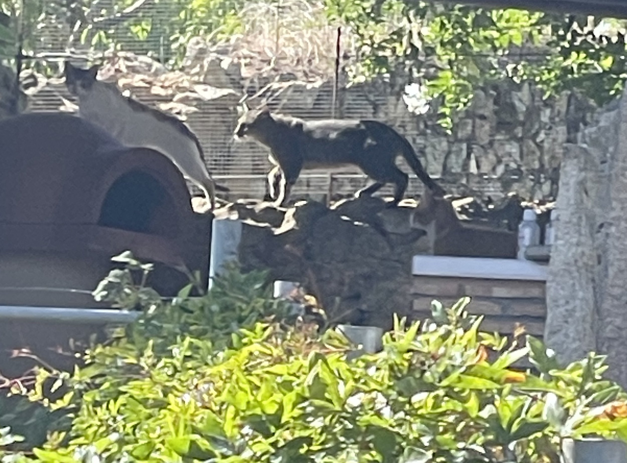 A goat on a stone surface near a car, with a background of trees and a fence.