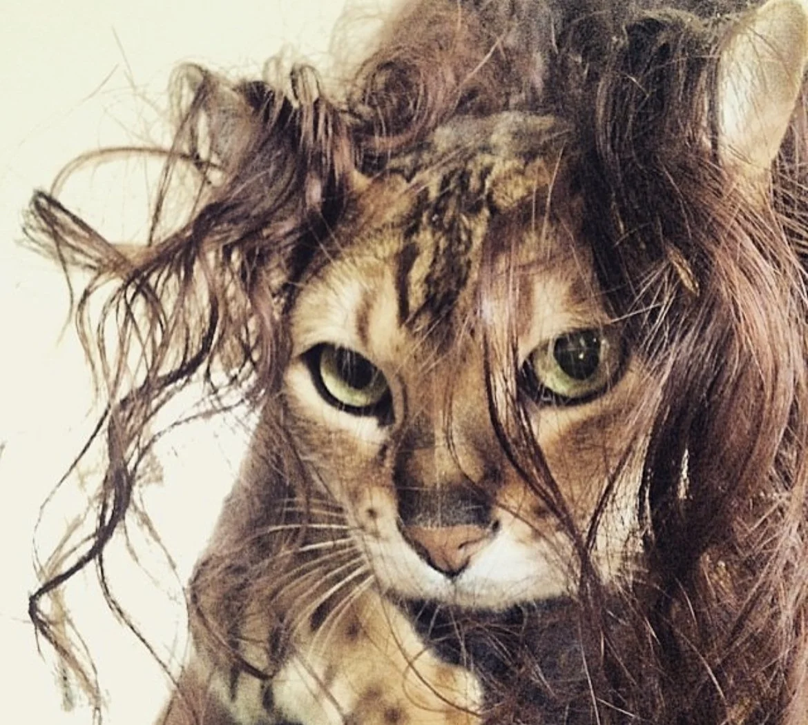 A close-up of a cat with curly hair and a somewhat messy mane, looking directly at the camera.
