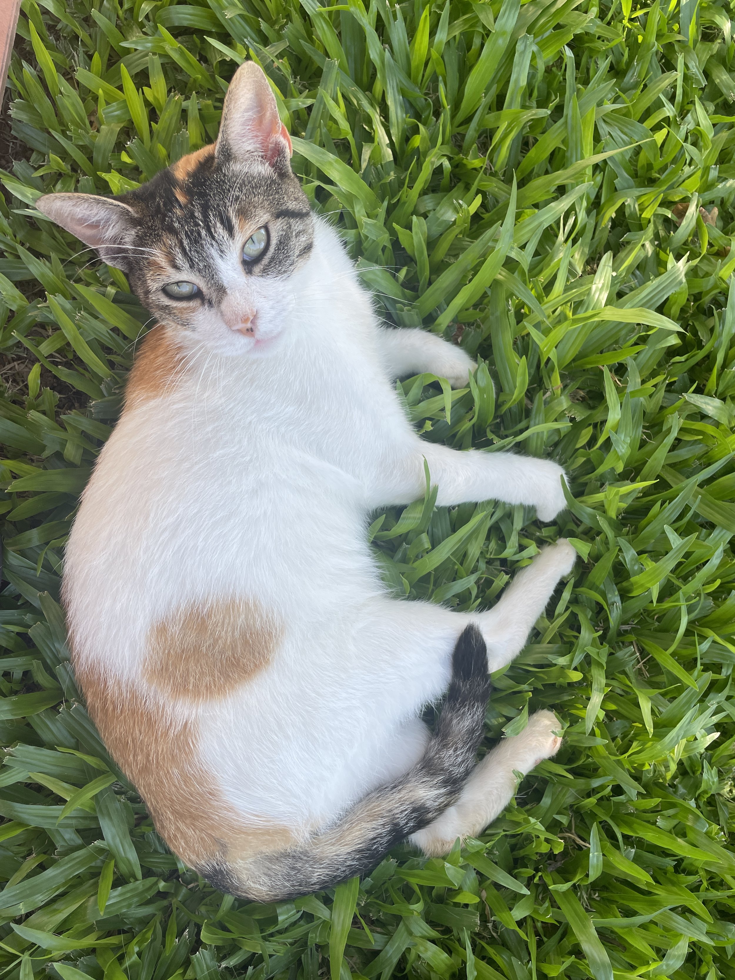 Calico cat lying on green grass, looking up at the camera.