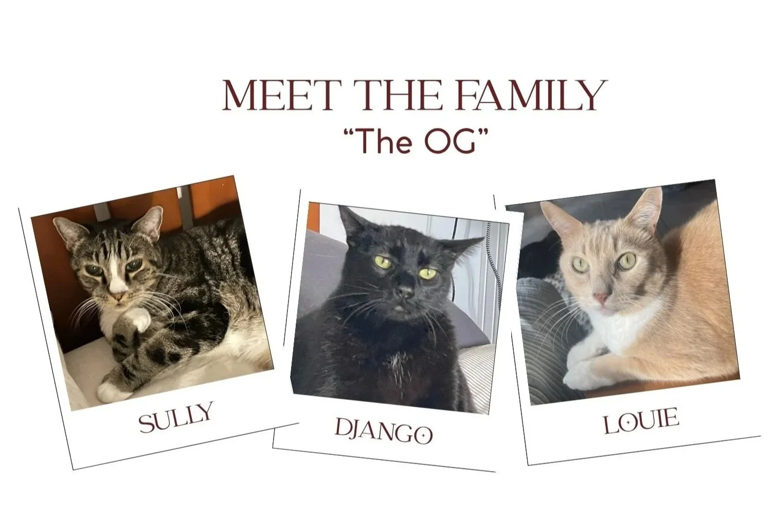 Photo collage of three cats labeled Sully, Django, and Louie with a title "Meet the Family 'The OG'".