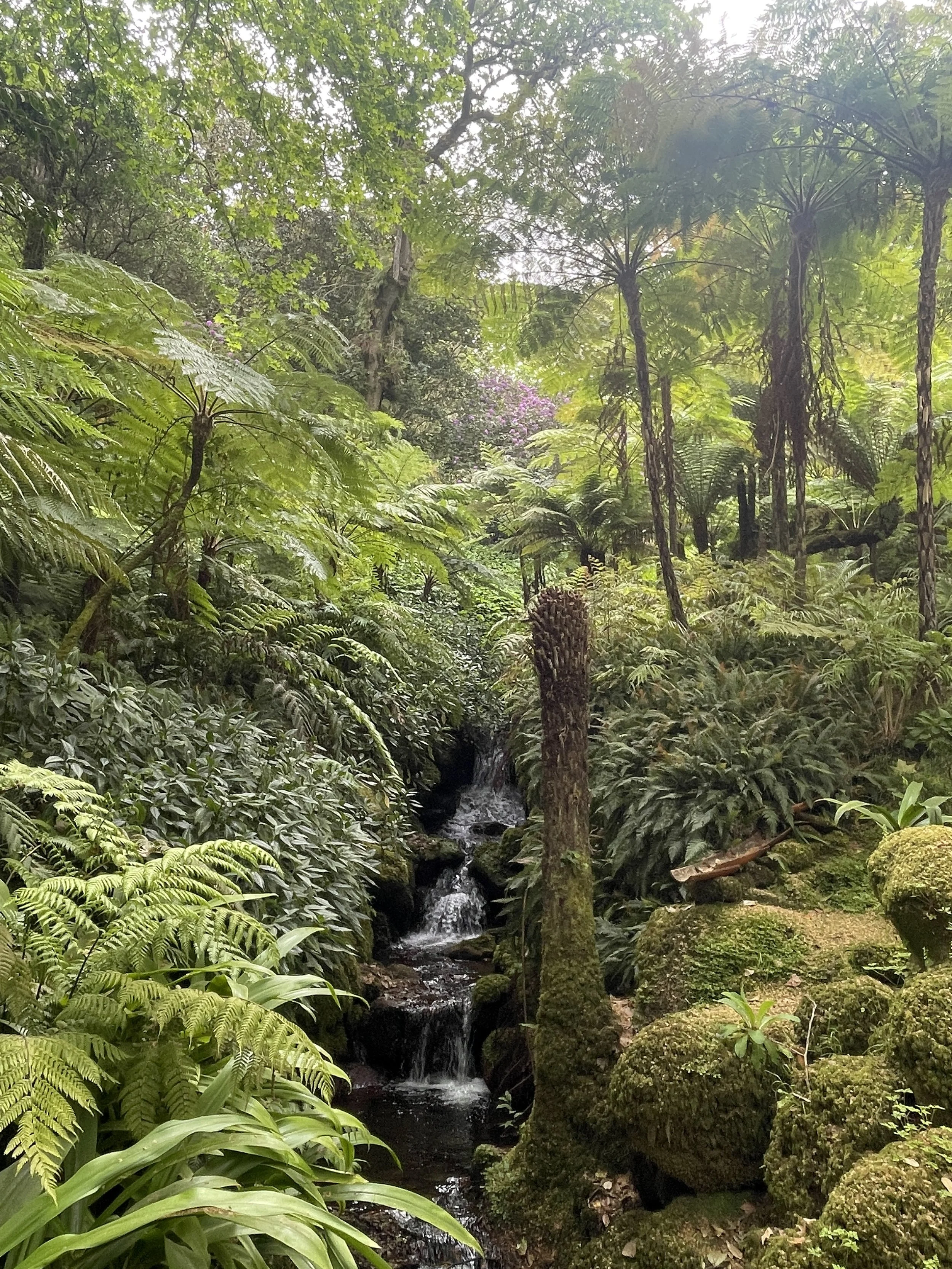 Lush green rainforest with a small cascading stream and various types of ferns and moss-covered rocks.