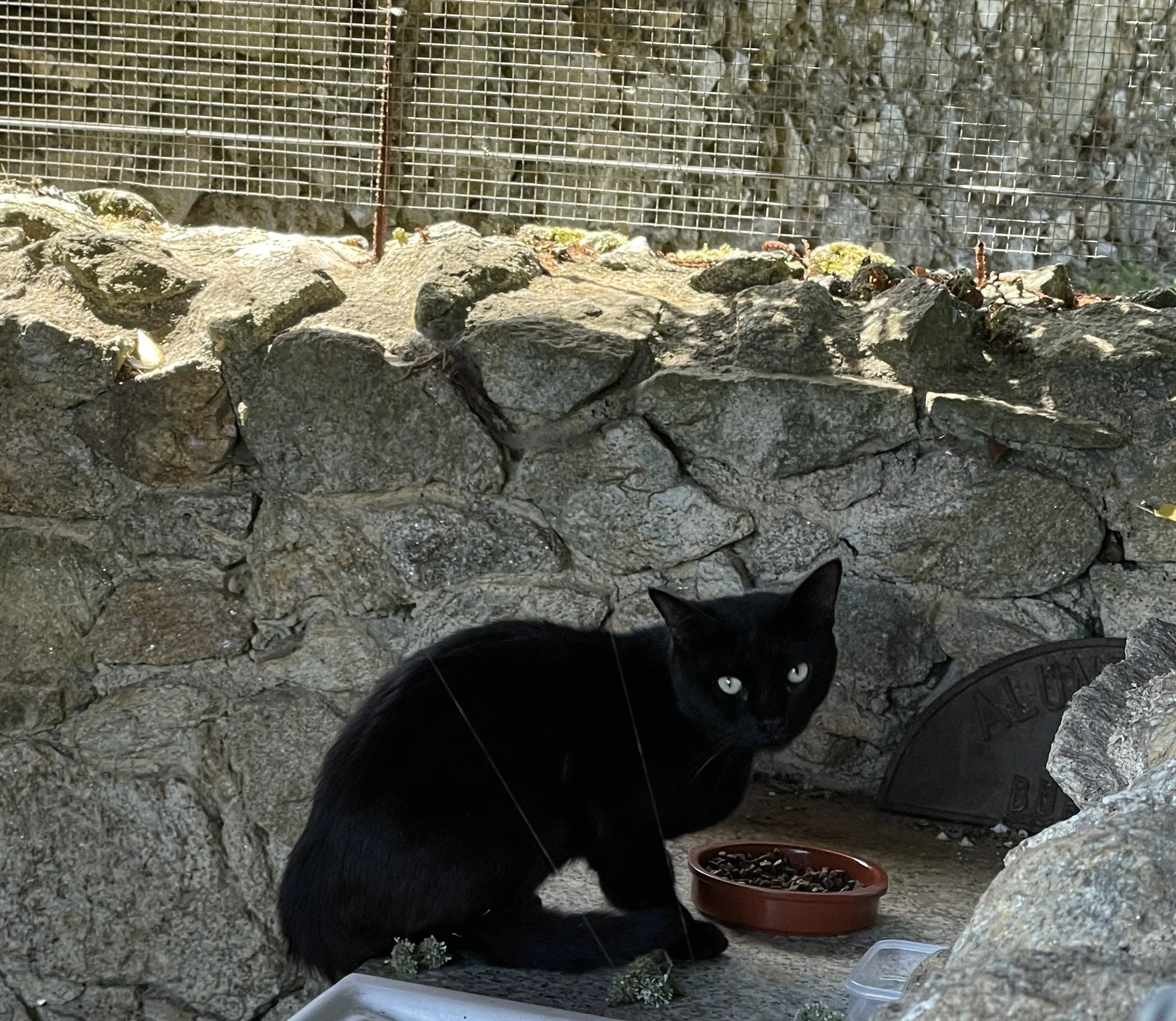 A black cat sits near a bowl of dry cat food on the ground in front of a stone wall and a metal fence.