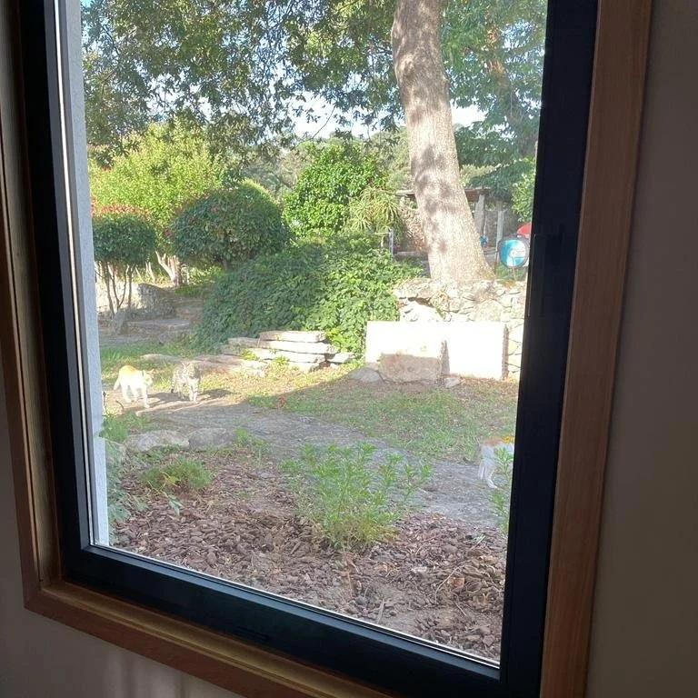 View of a backyard through a window, with cats walking on a stone path among bushes, trees, and rocks.