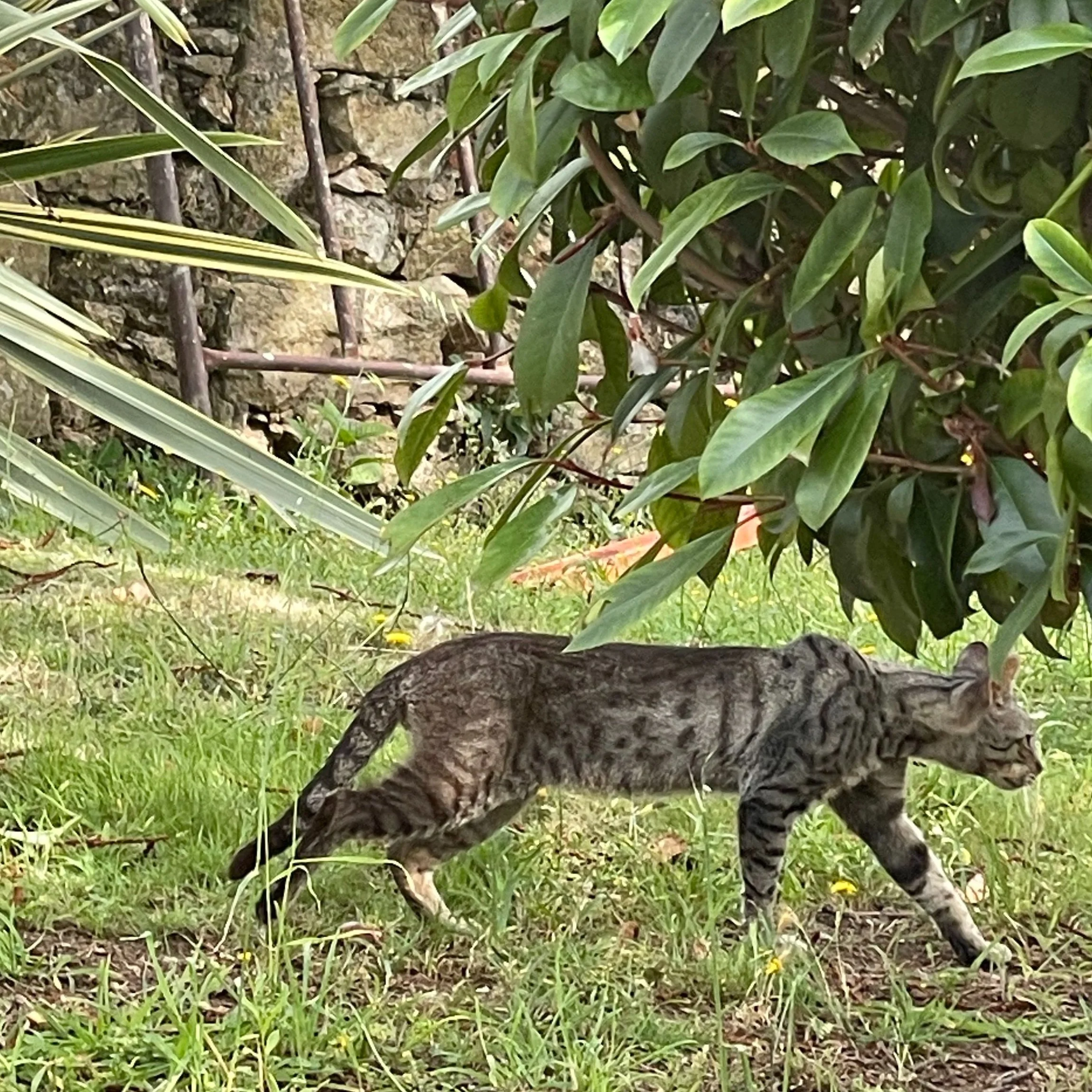 A striped tabby cat walking on grass near bushes and a stone wall.