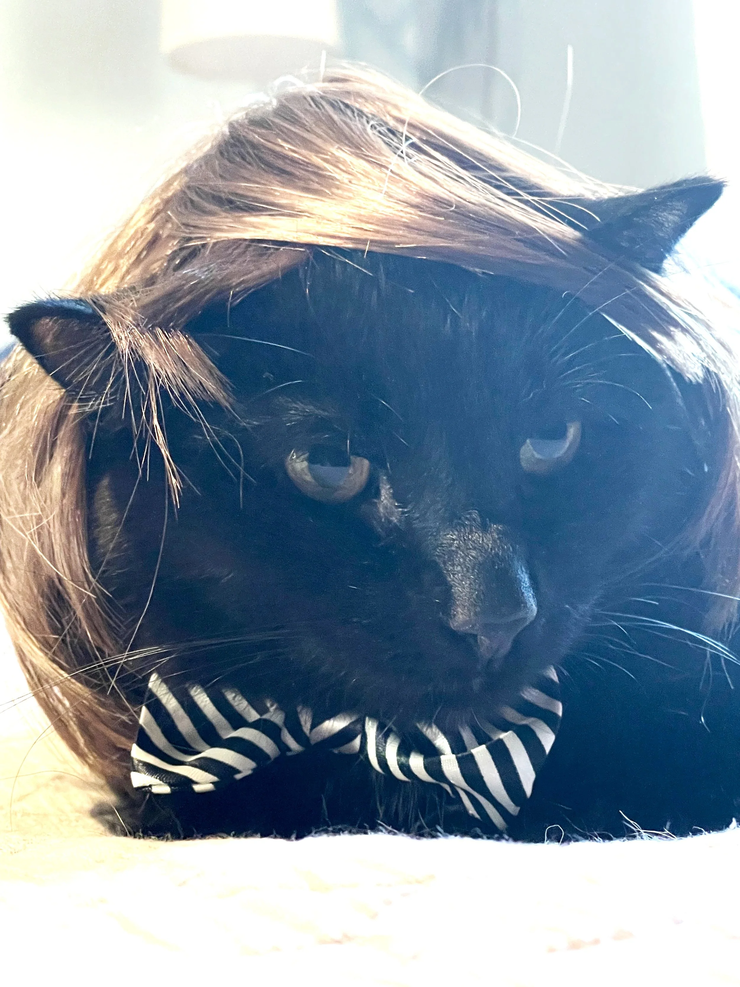 Black cat with a striped bowtie, wrapped in hair, laying down.