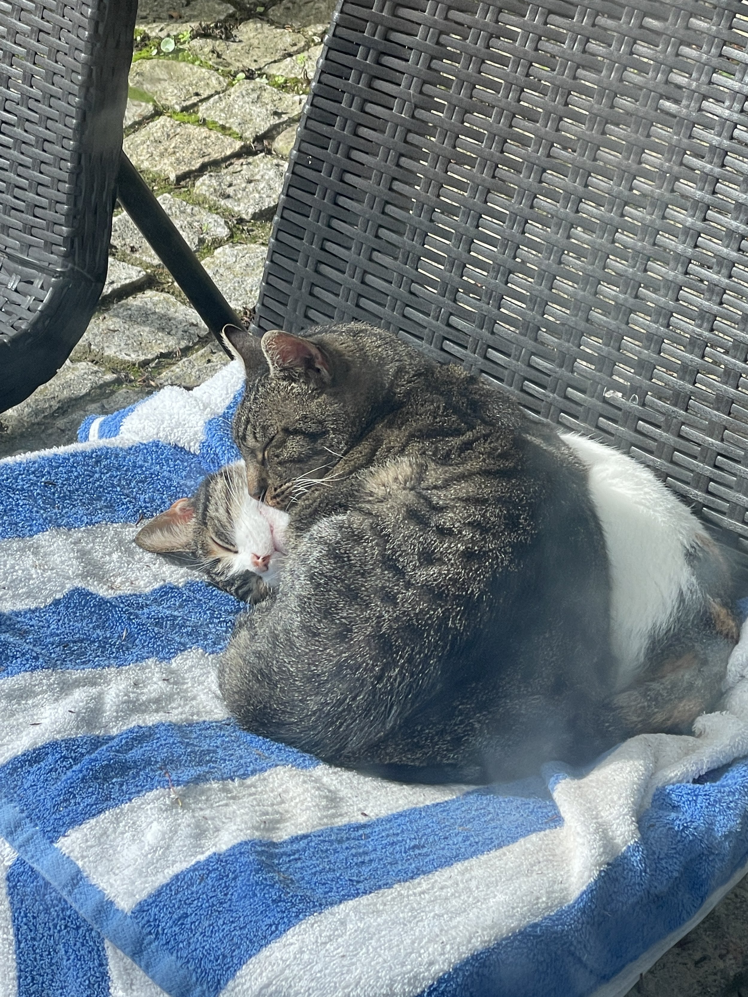 Two cats cuddling on a striped blue and white towel outdoors, with patio chairs and stone pavement in the background.