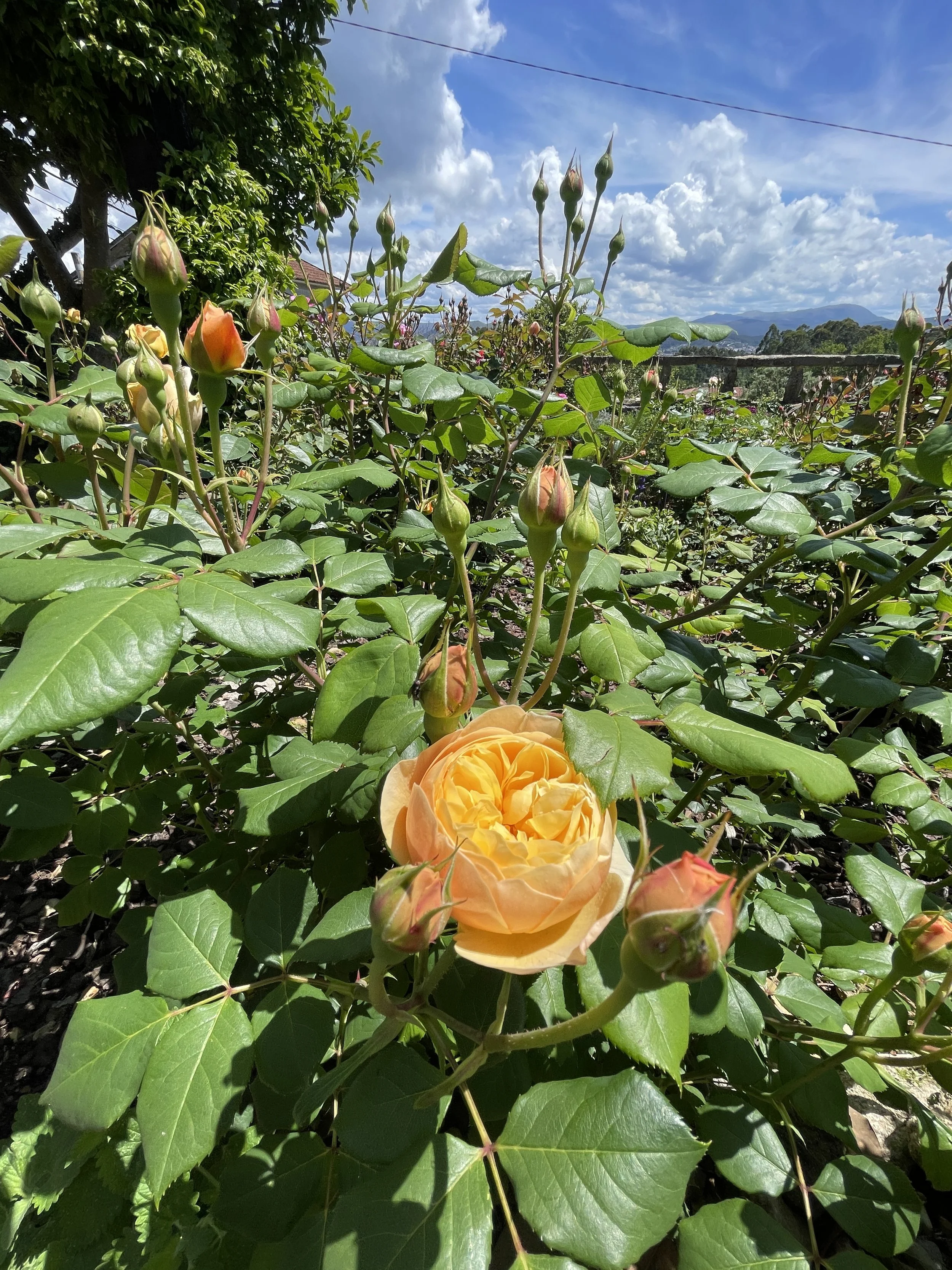 A vibrant orange rose in full bloom surrounded by numerous rosebuds in a garden under a partly cloudy sky.