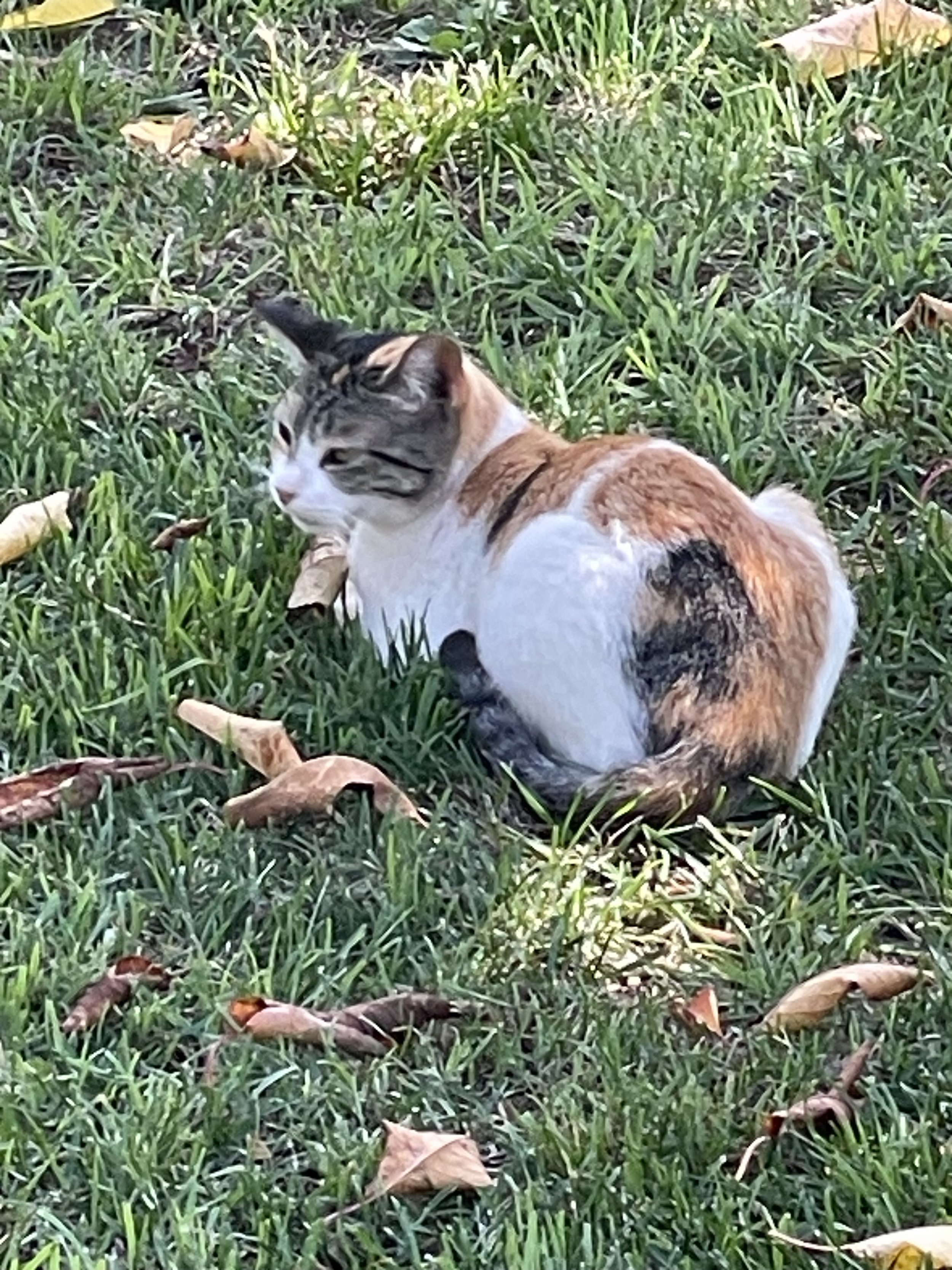 A calico cat sitting on green grass with scattered brown and yellow leaves.
