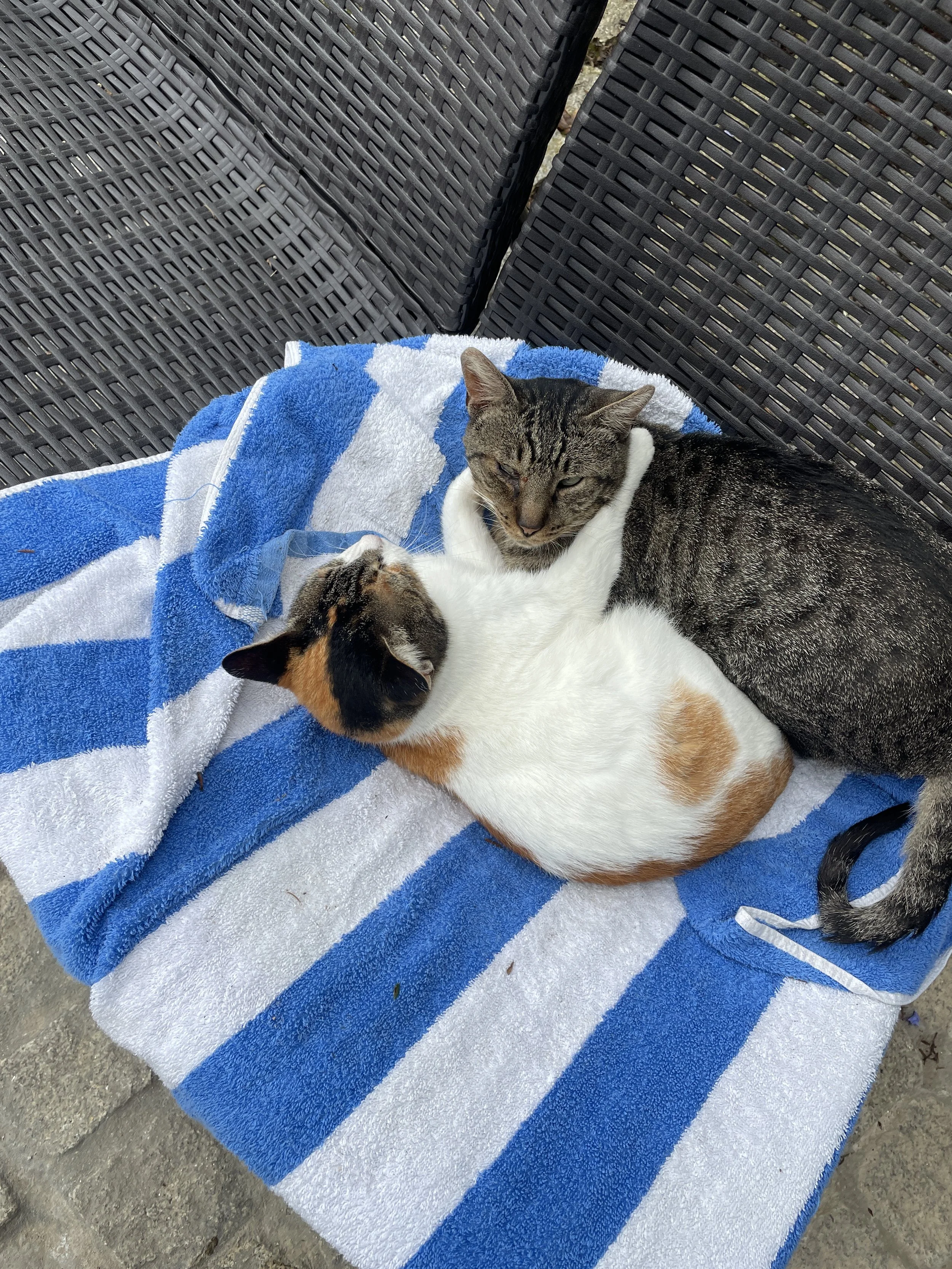 Two cats cuddling on a blue and white striped towel on a wicker outdoor furniture piece.