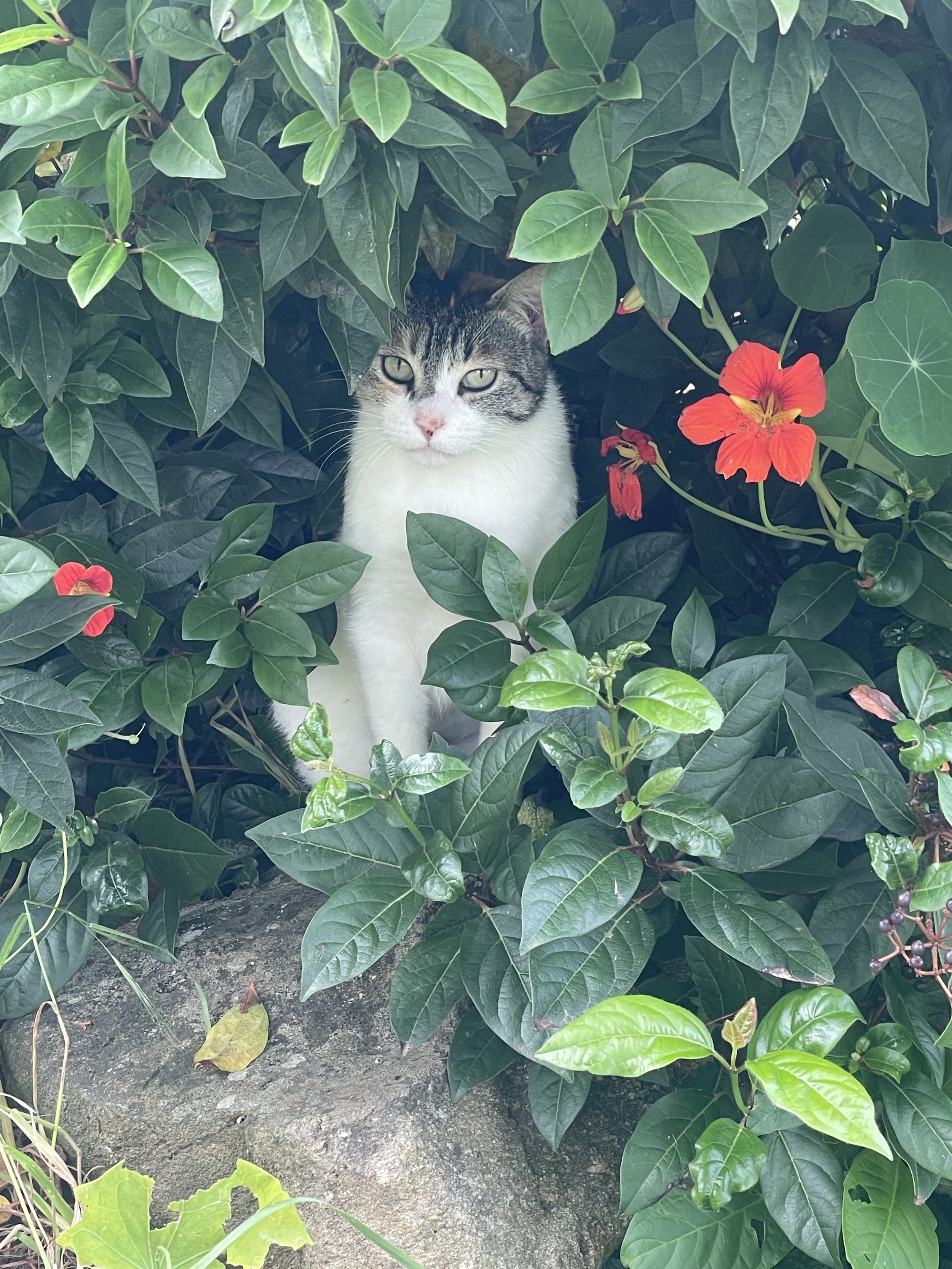 A cat with white and gray fur, sitting among green leaves and red flowers.