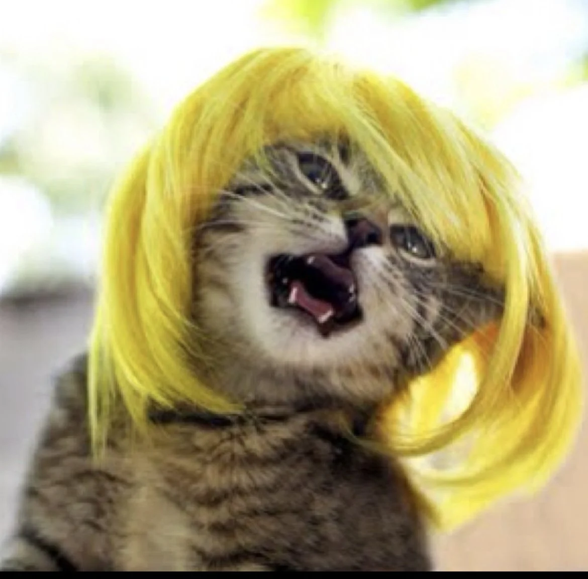 A kitten with a yellow wig and an open mouth showing teeth.