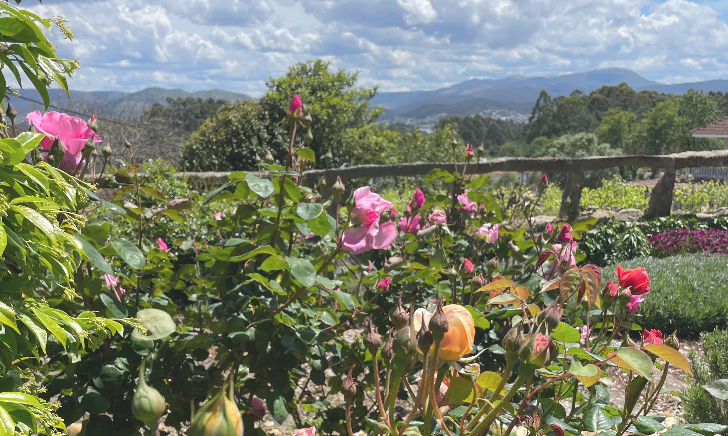 Colorful garden with pink, peach, and red flowers, green foliage, a wooden fence, and mountain landscape in the background on a sunny day with clouds.