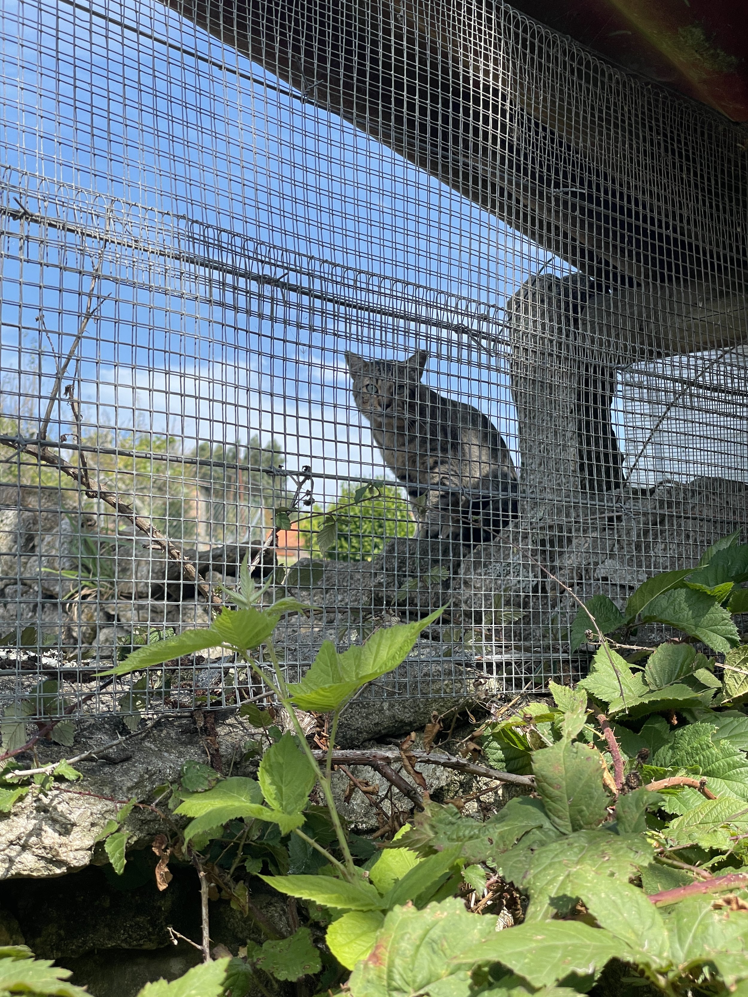 A tabby cat inside a wire mesh enclosure with rocks and green plants outside, under a blue sky with some clouds.