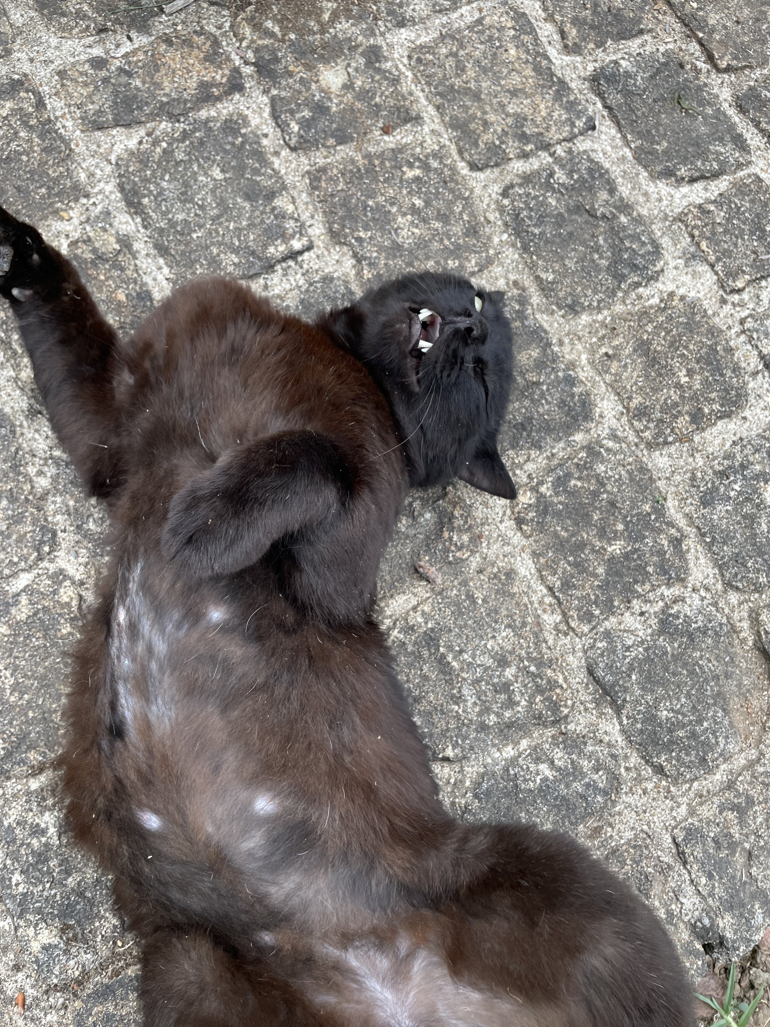 Black cat lying on its back on a cobblestone surface, mid-yawn with teeth exposed and eyes partially open.