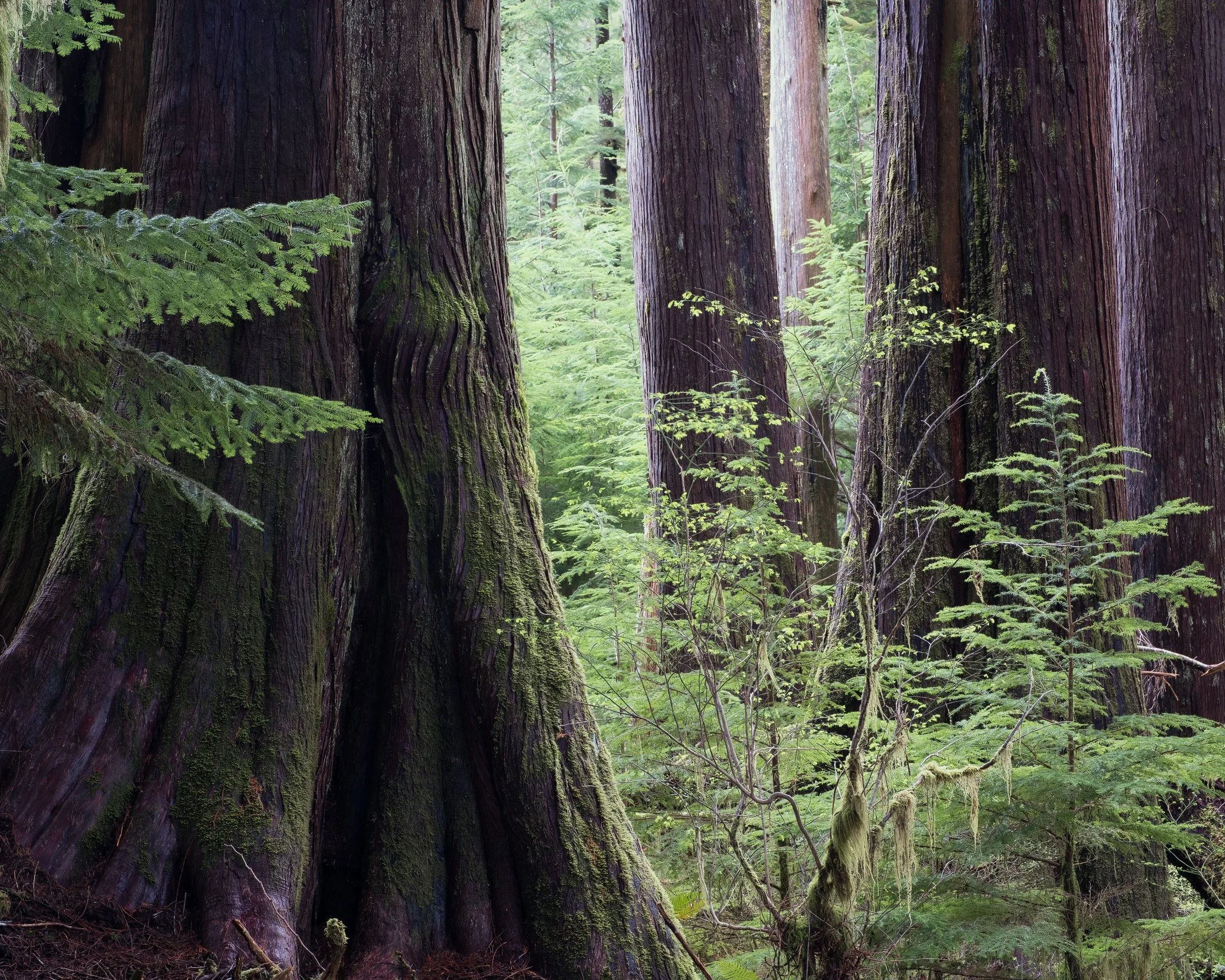 "Stage Left" - Port Renfrew, Vancouver Island, British Columbia, Canada (2025)