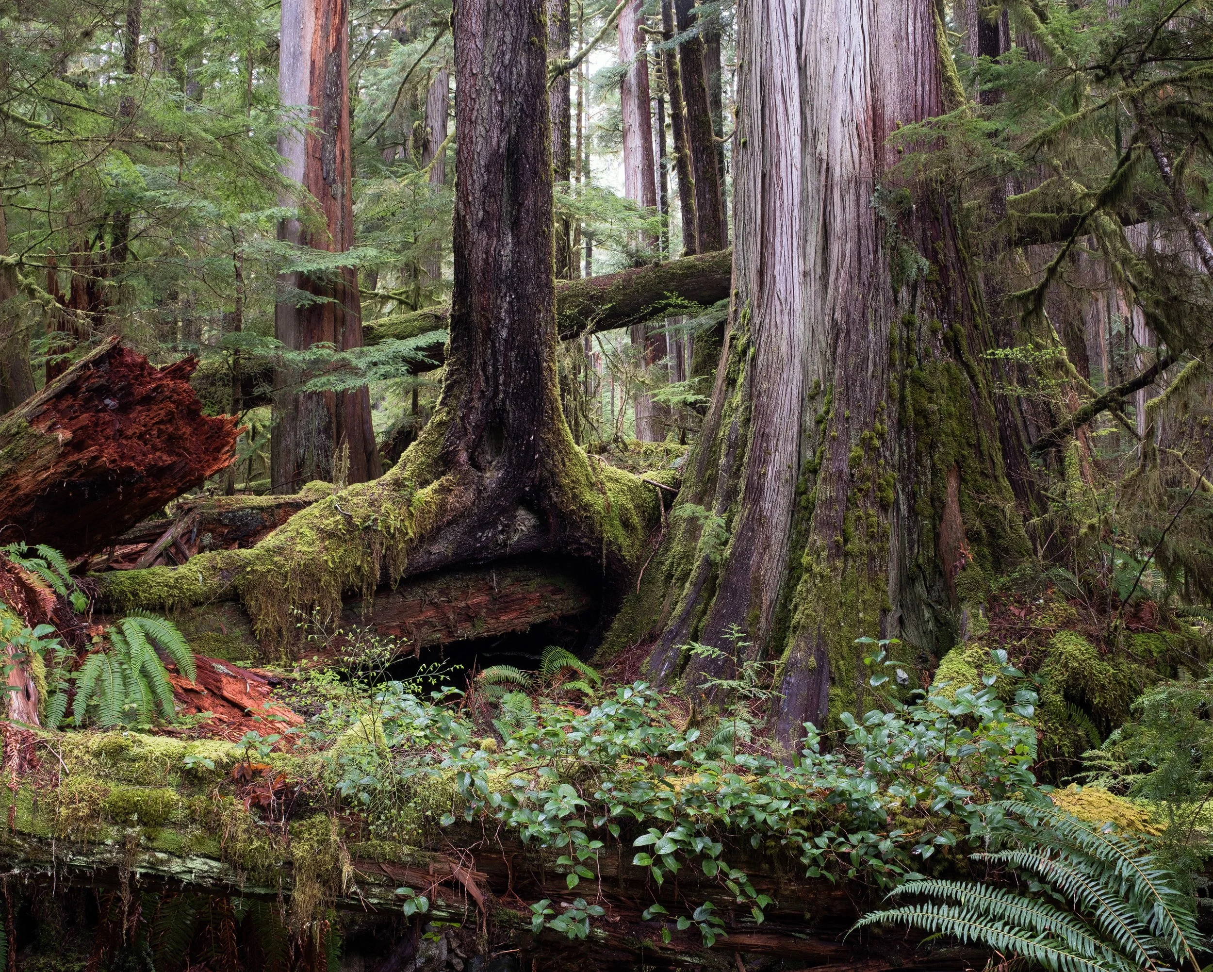 "The Last Stand" - Port Renfrew, Vancouver Island, British Columbia, Canada (2025)