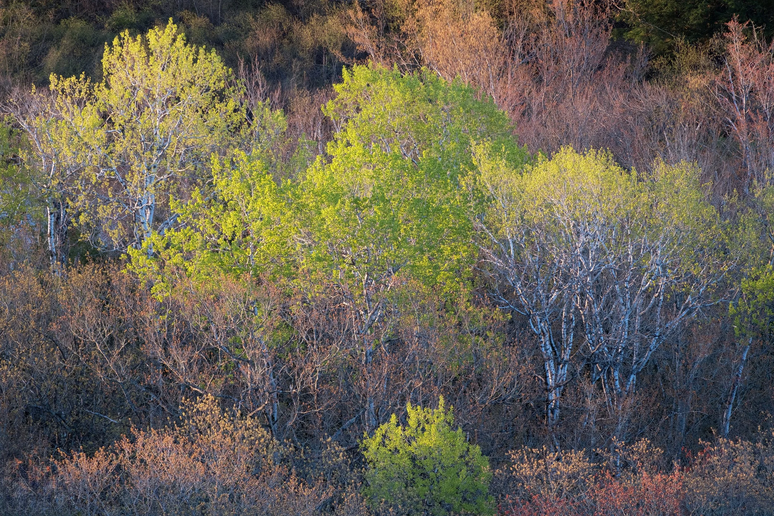 "Spring Ensemble" - Porcupine Mountains Wilderness State Park, Michigan (2026)