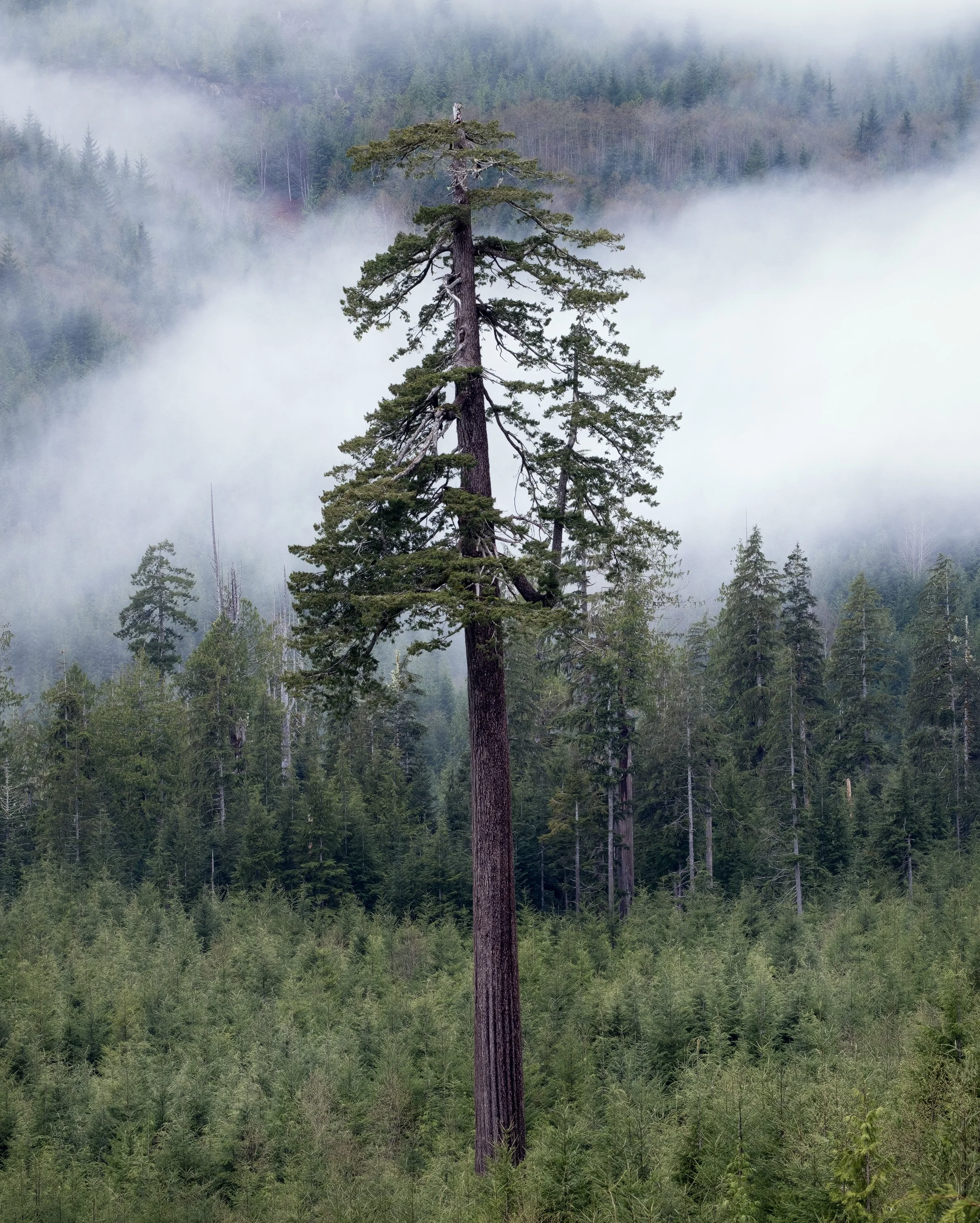 "Monolith" - Port Renfrew, Vancouver Island, British Columbia, Canada (2025)
