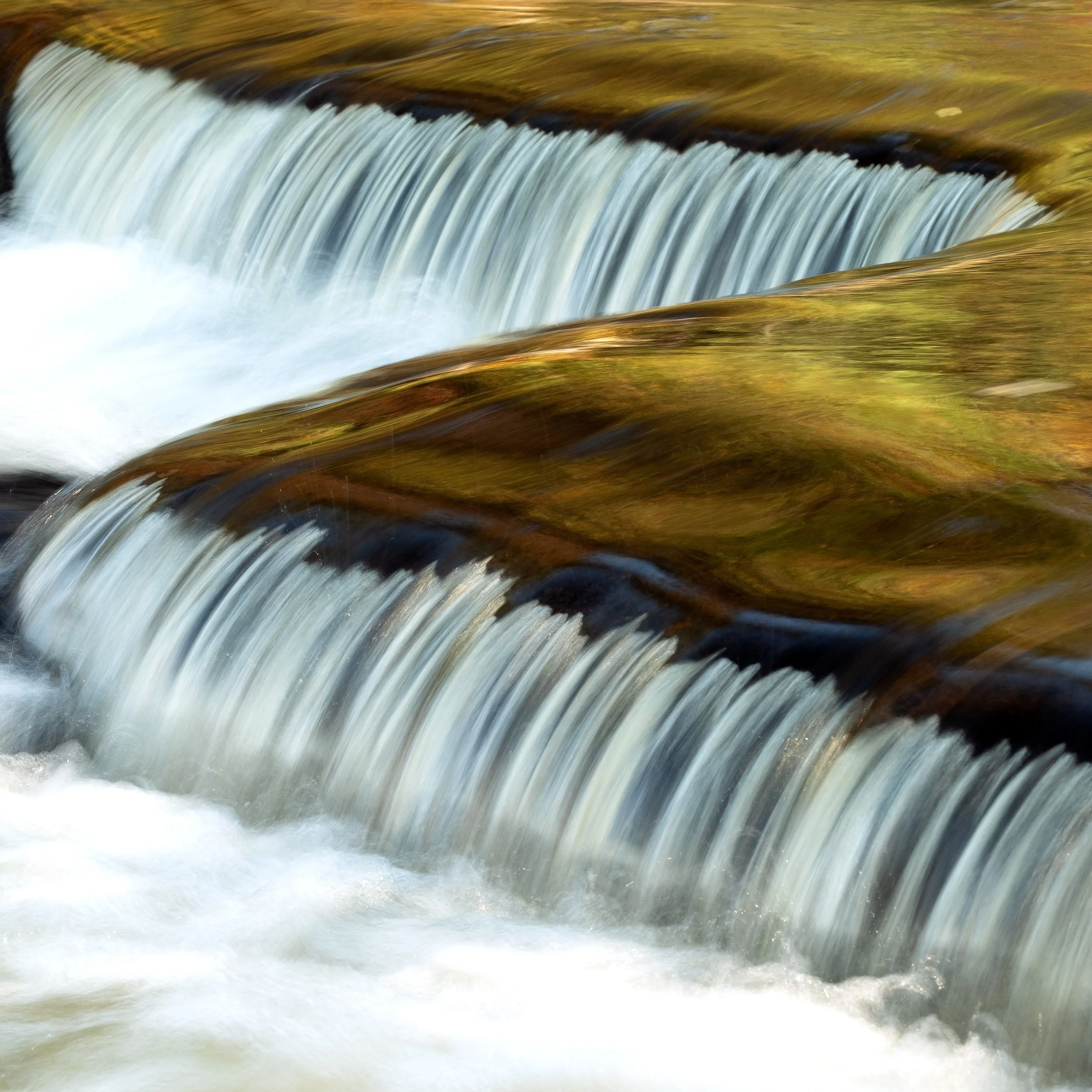 "Z" - 
Ottawa National Forest, Michigan
(2021)