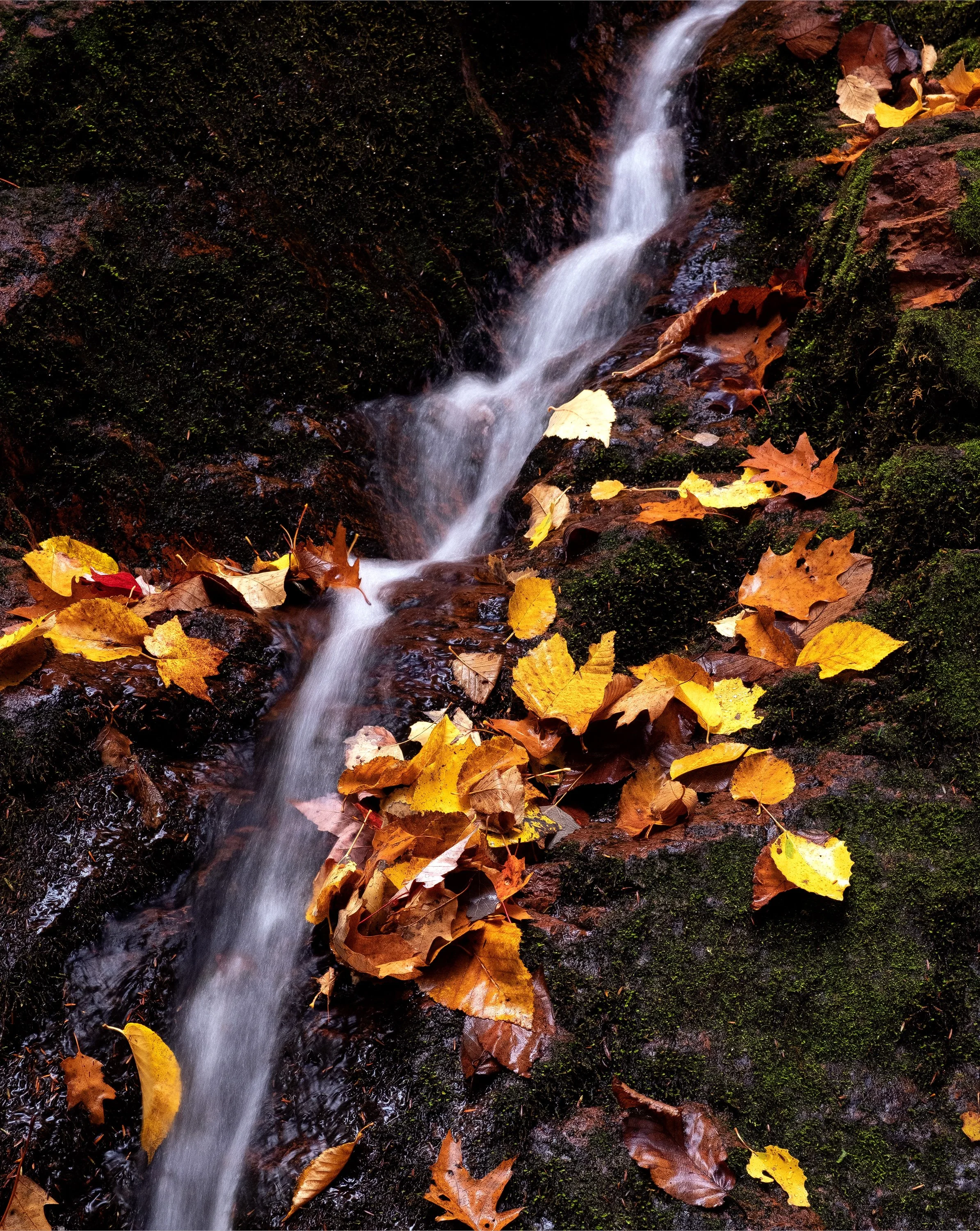 "Fall Fluidics" - Ottawa National Forest, Michigan (2022)